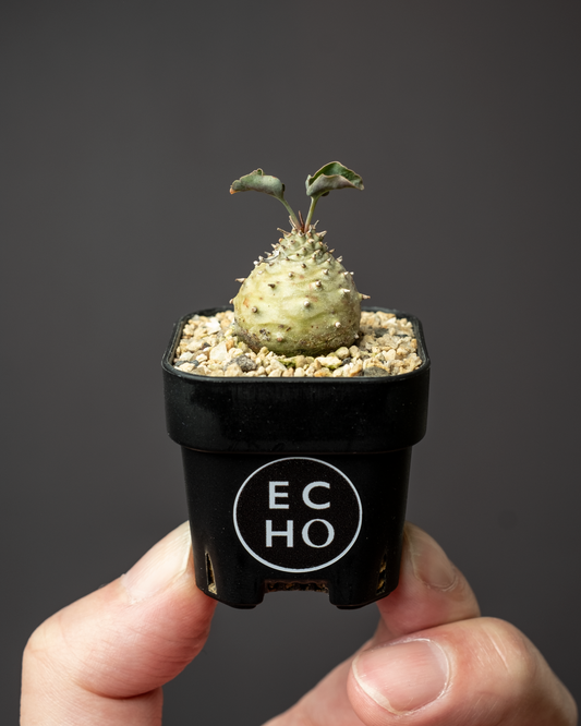 Euphorbia globulicaulis #2