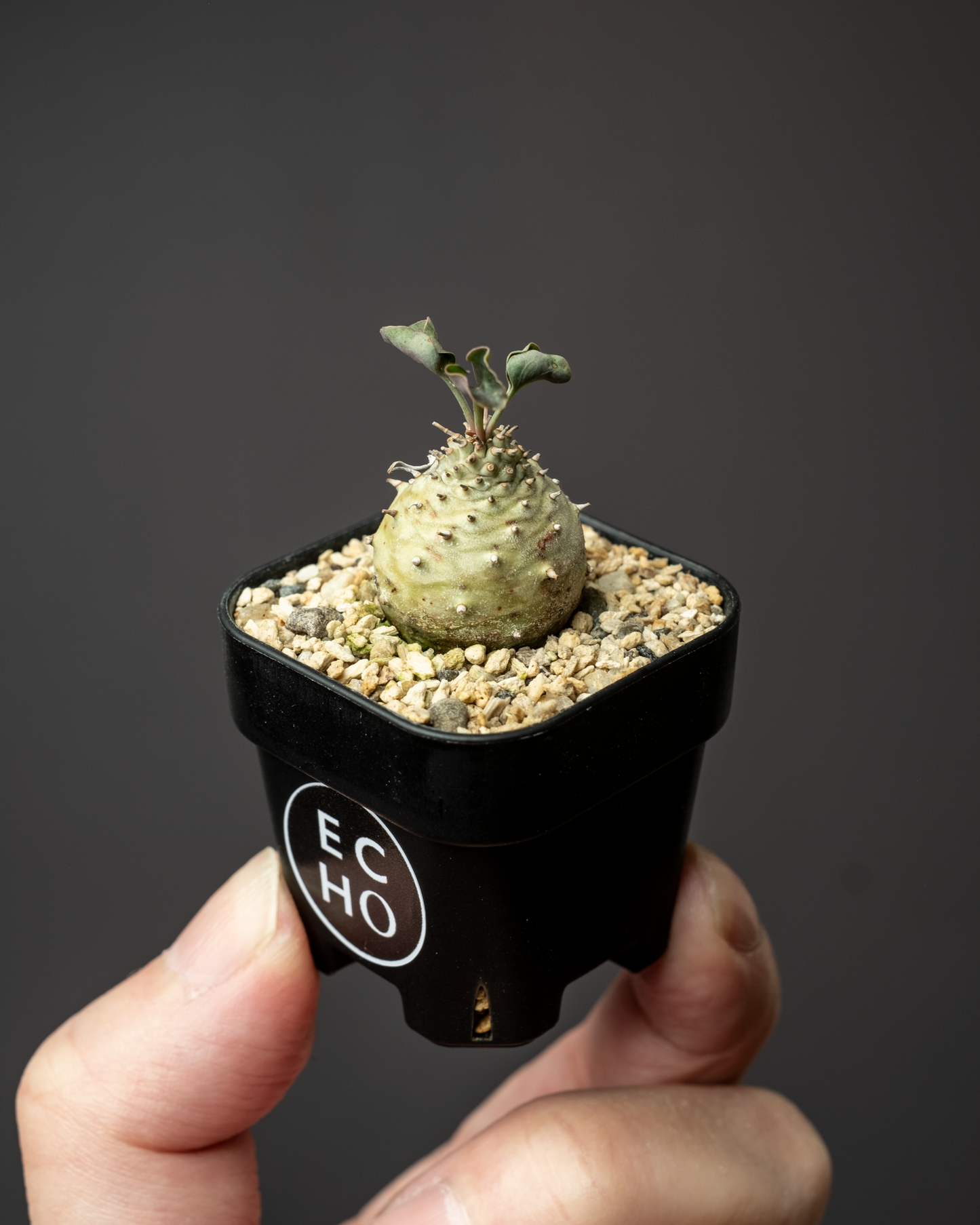 Euphorbia globulicaulis #2