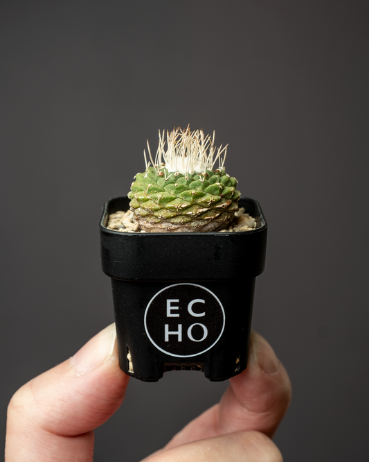 Strombocactus disciformis 白刺菊水 #1