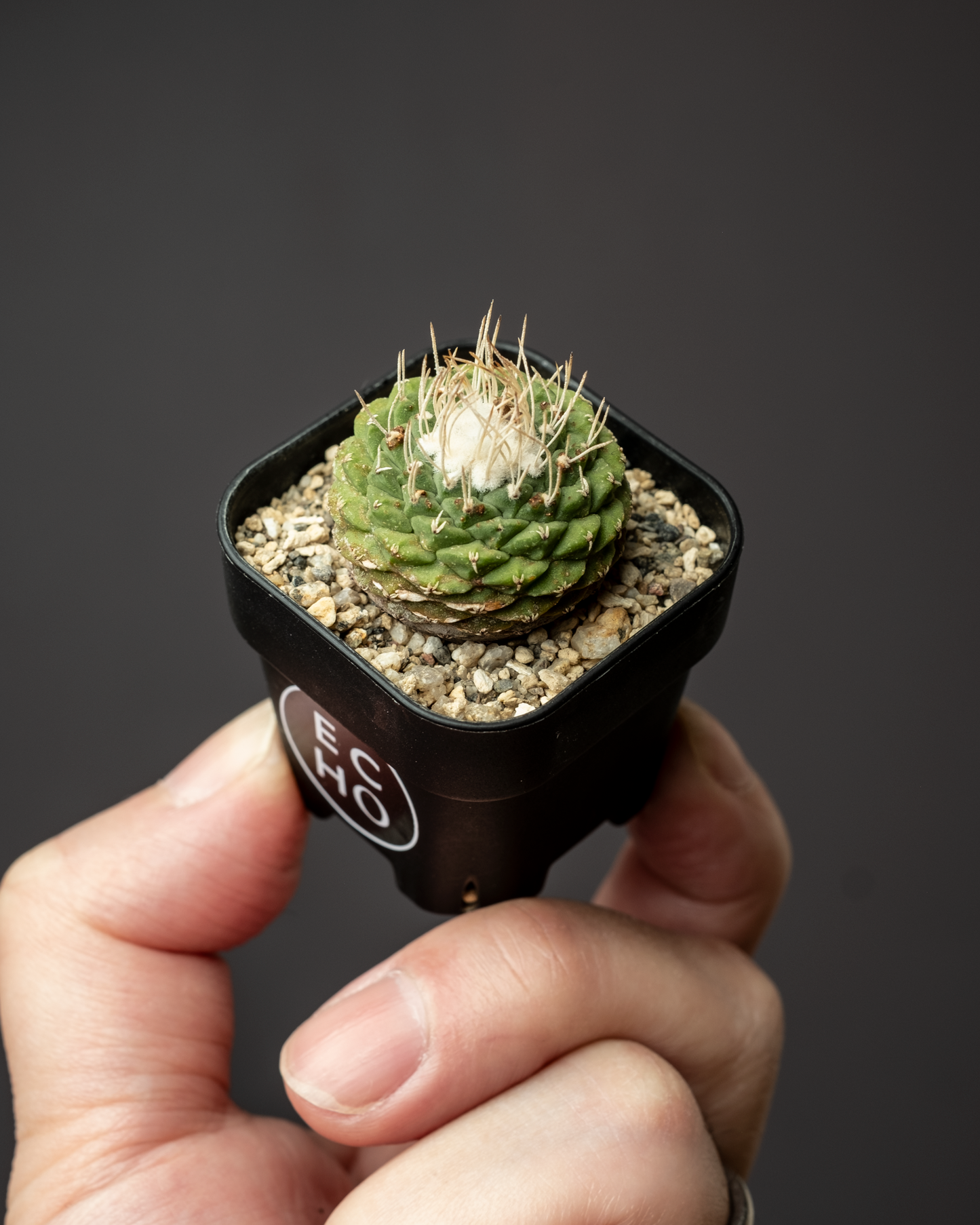 Strombocactus disciformis 白刺菊水 #1