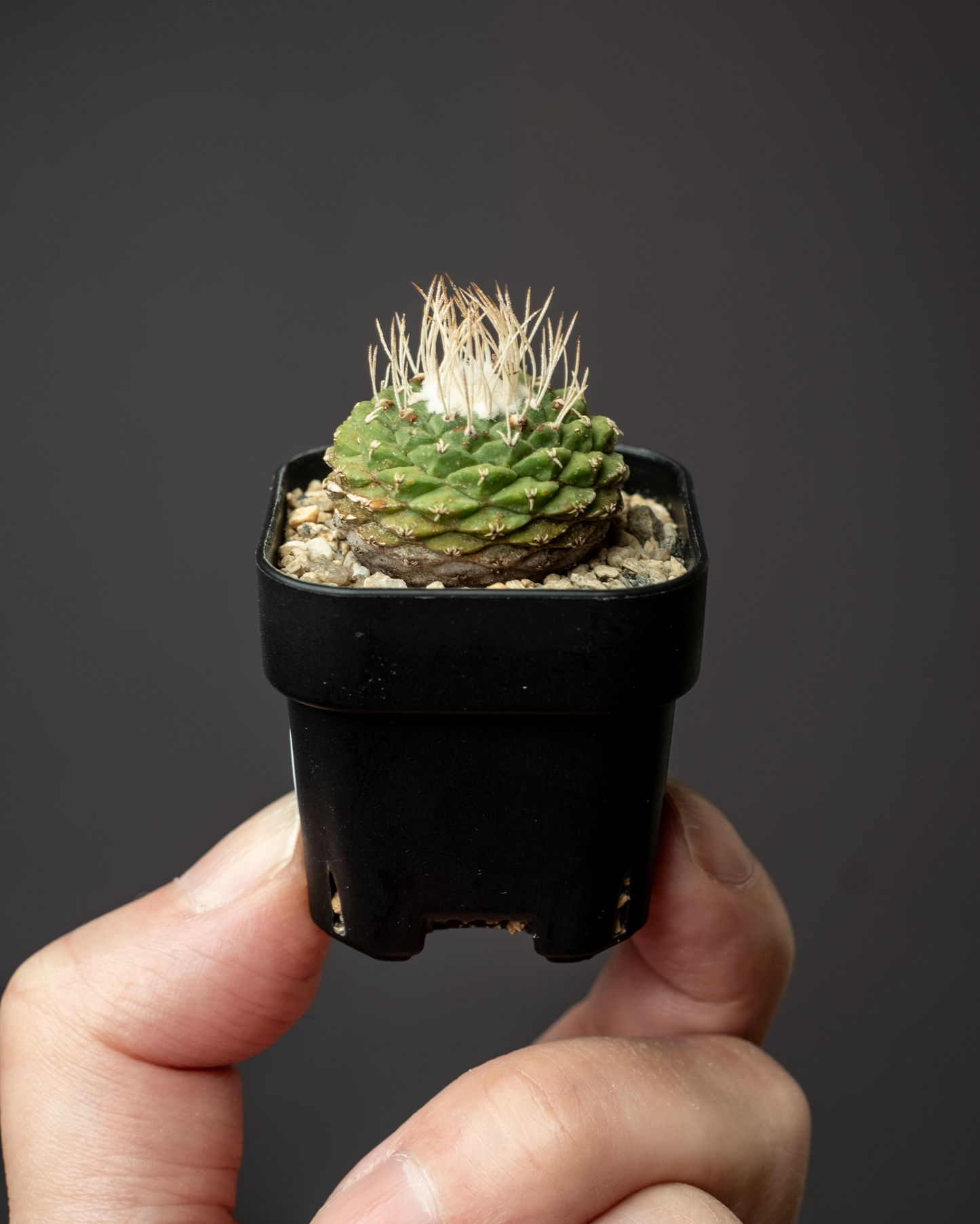 Strombocactus disciformis 白刺菊水 #1