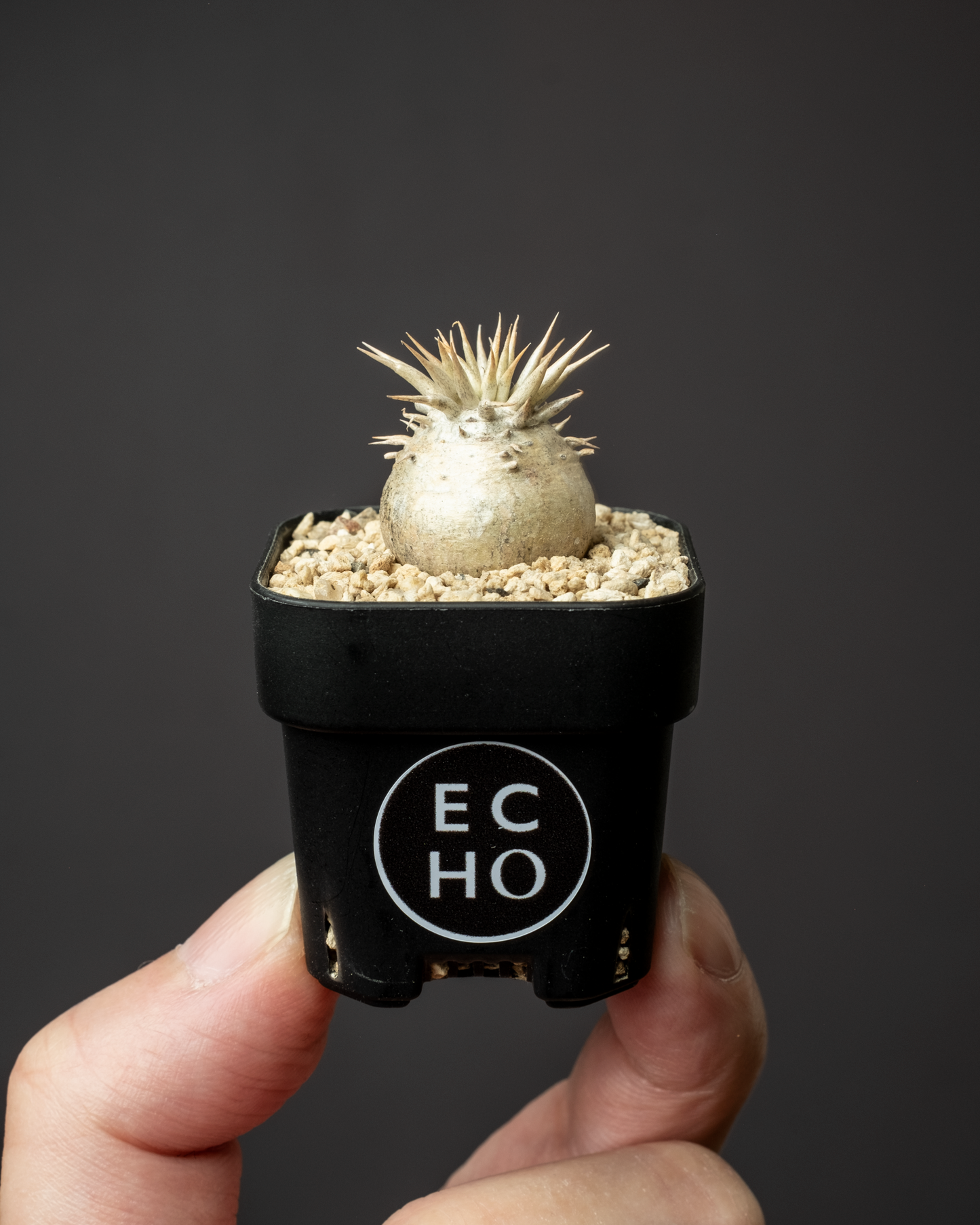 Pachypodium enigmaticum