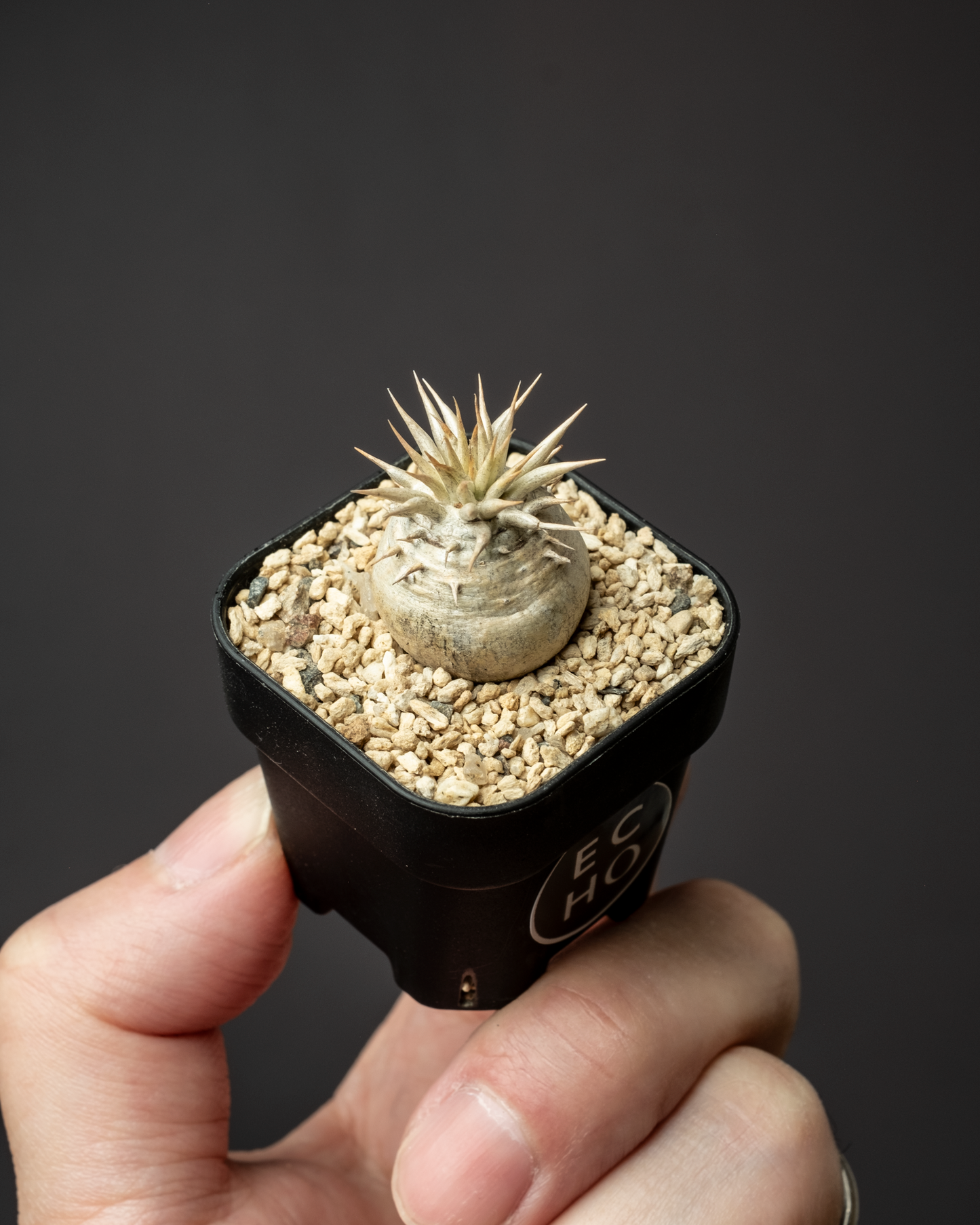 Pachypodium enigmaticum