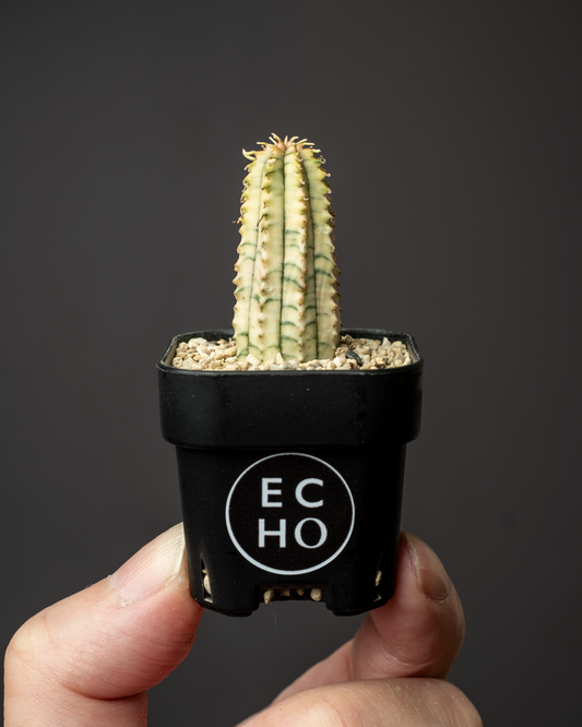 Euphorbia 魔紅キリン錦 #1