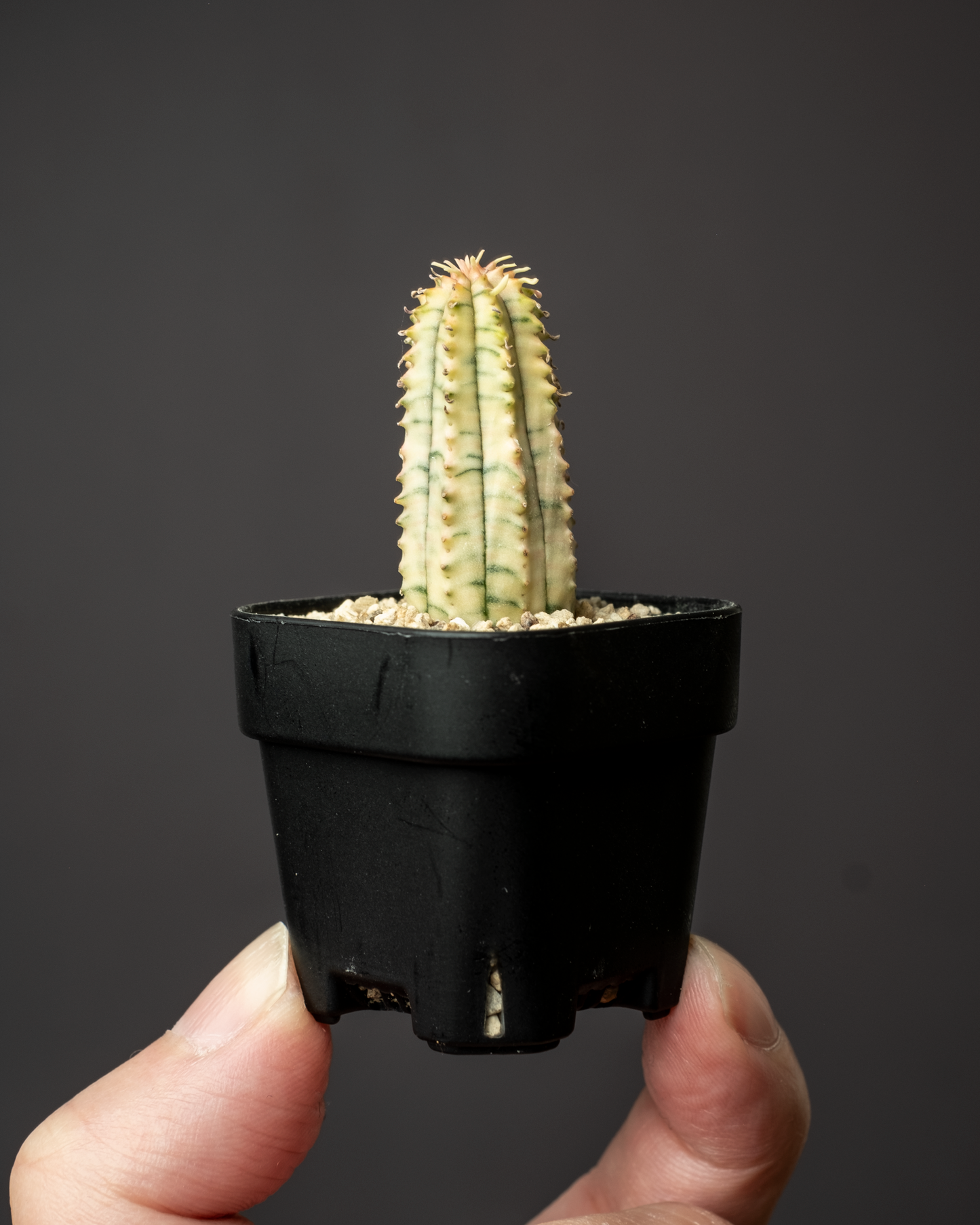 Euphorbia 魔紅キリン錦 #1