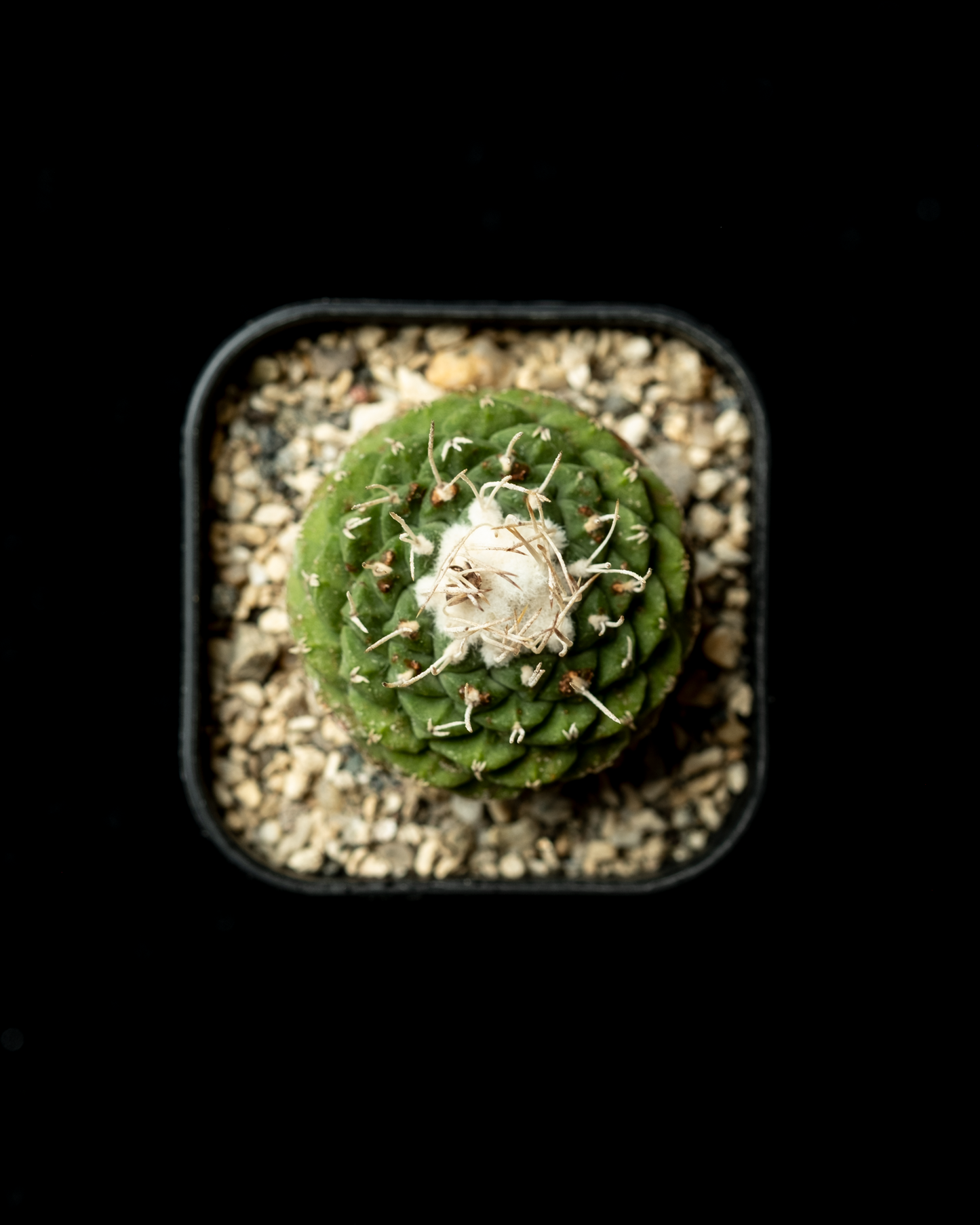 Strombocactus disciformis 白刺菊水 #1