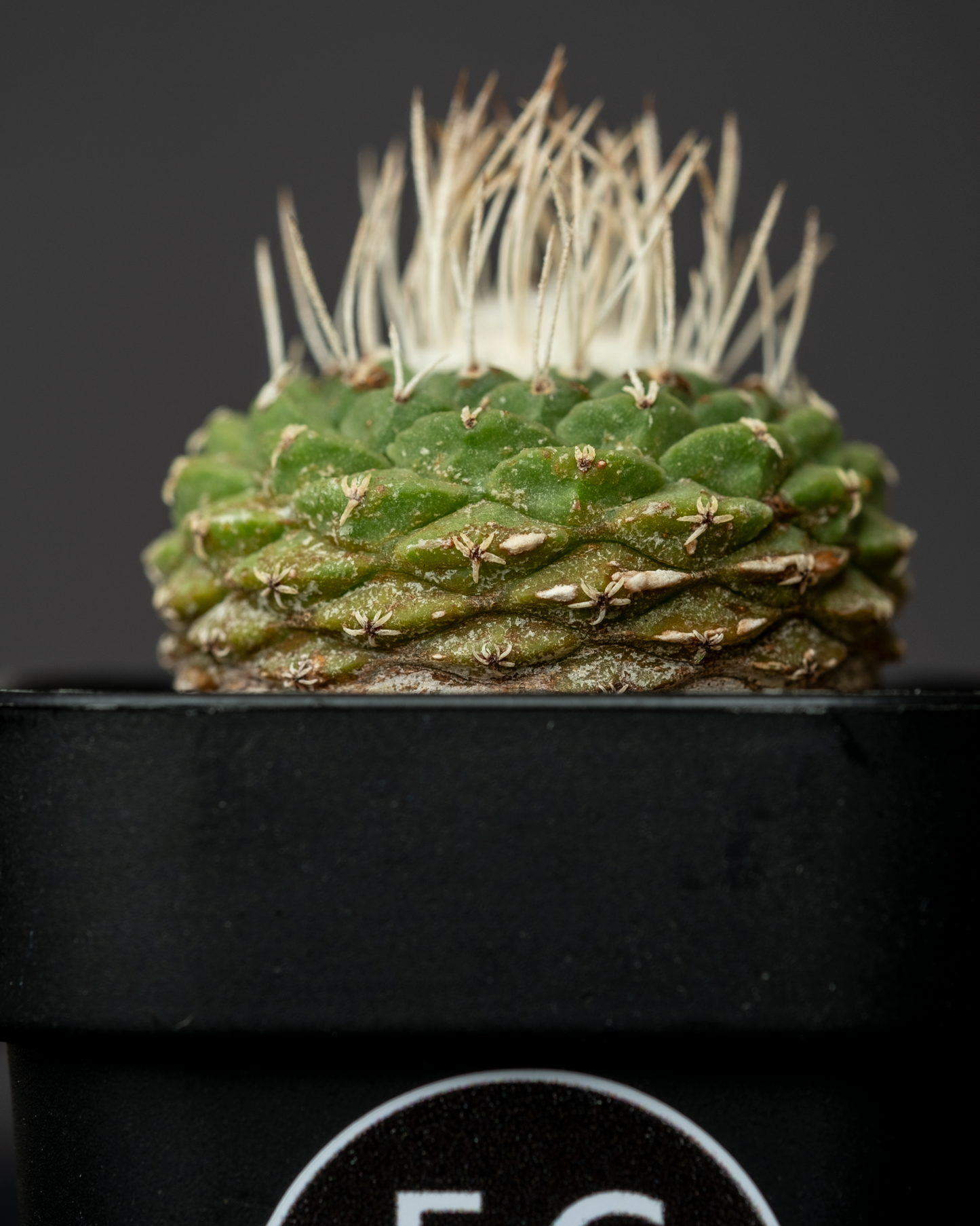 Strombocactus disciformis 白刺菊水 #1
