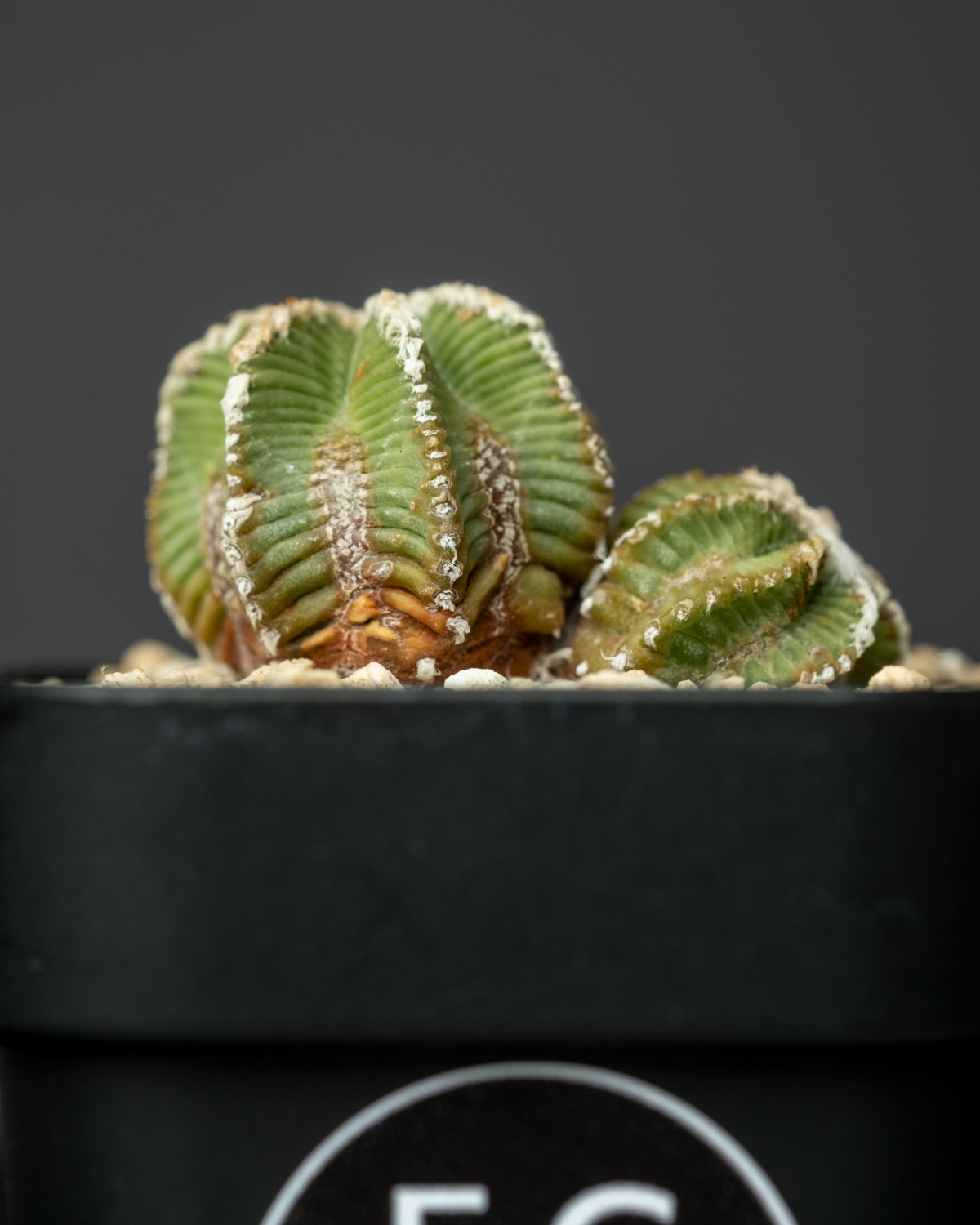 Aztekium Bot Aztekium hintonii #2 – ECHO PLANTS