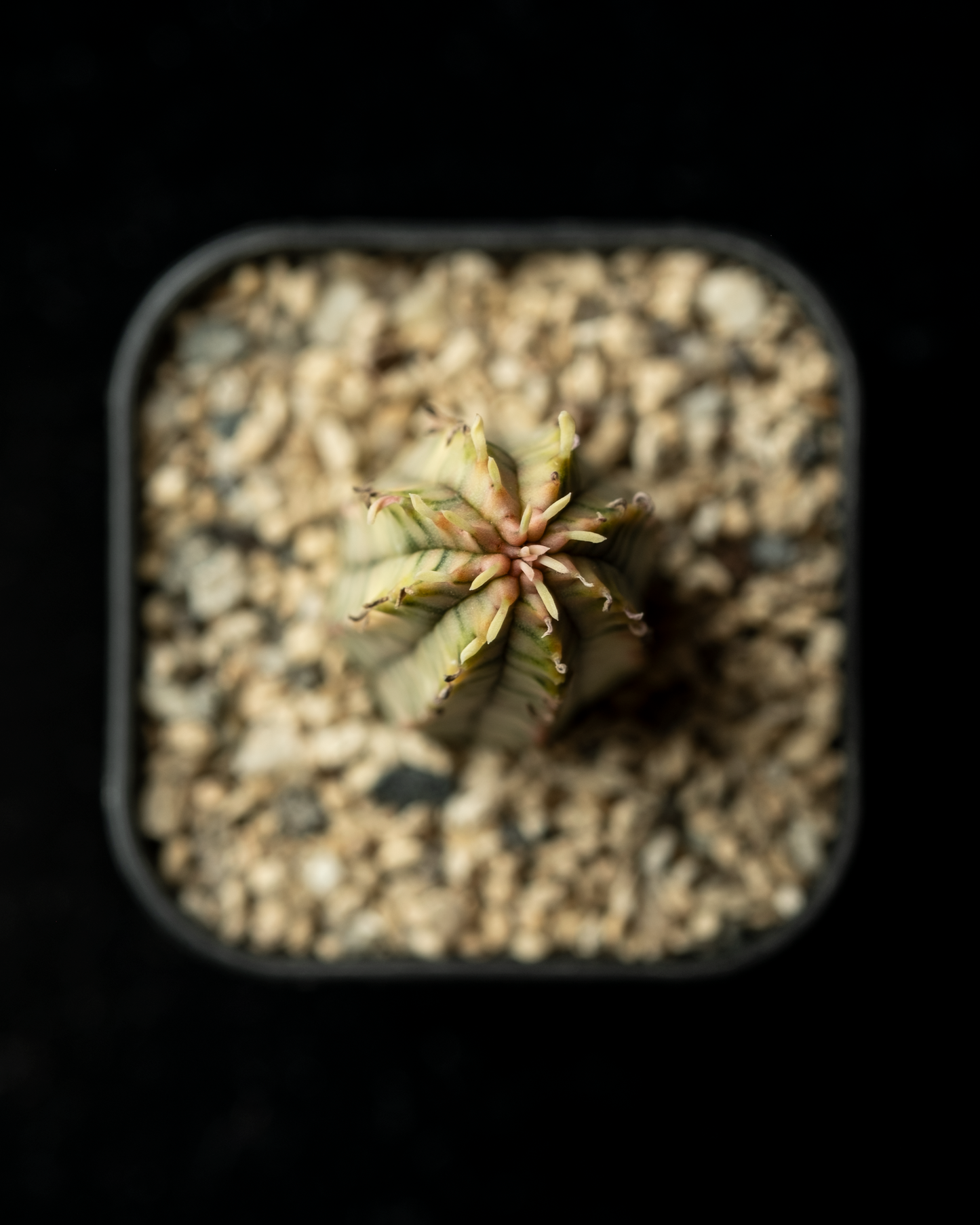 Euphorbia 魔紅キリン錦 #1