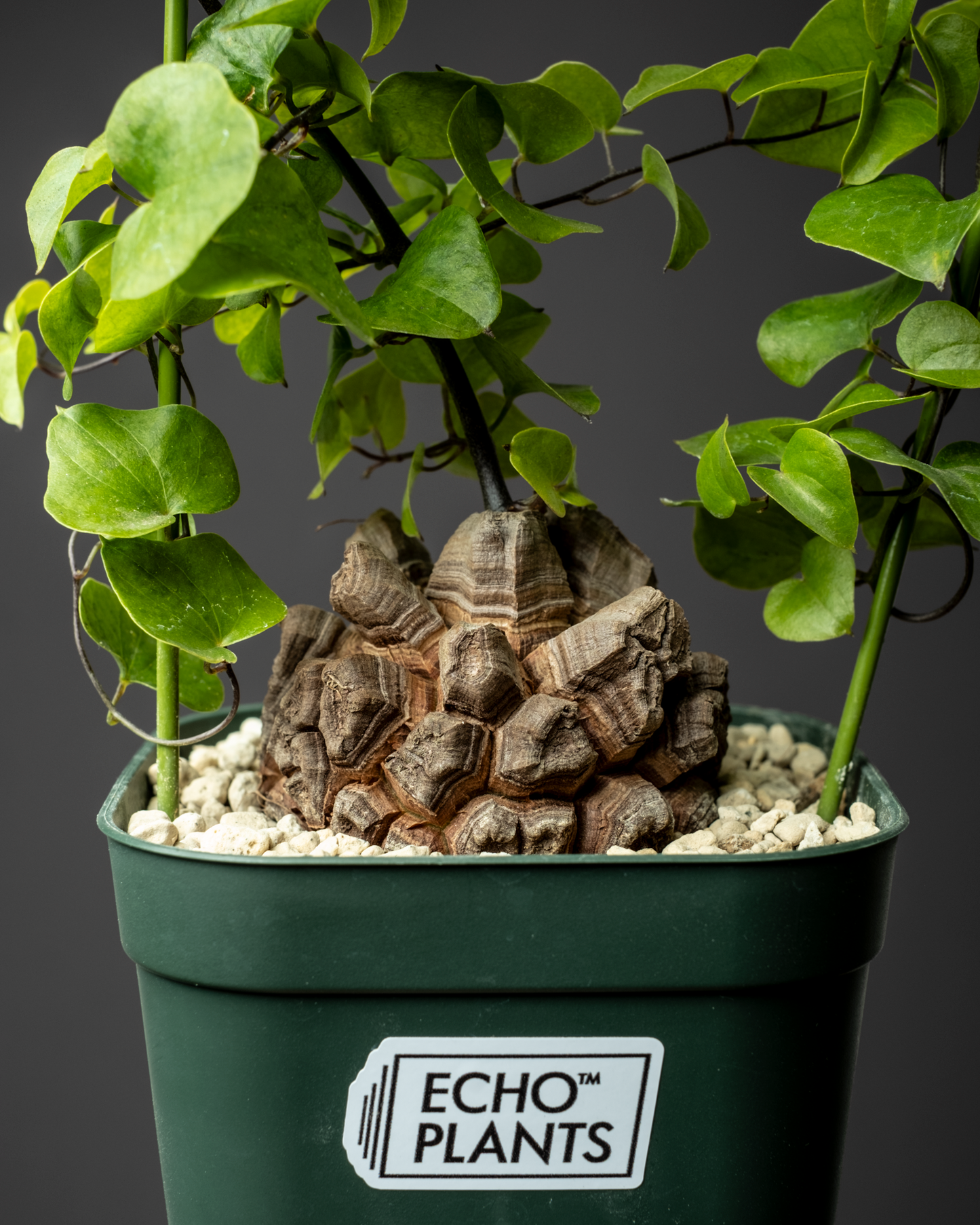 Dioscorea elephantipes 亀甲竜 #1
