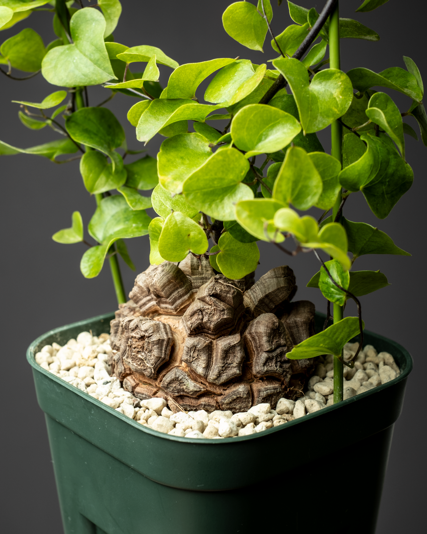 Dioscorea elephantipes 亀甲竜 #1