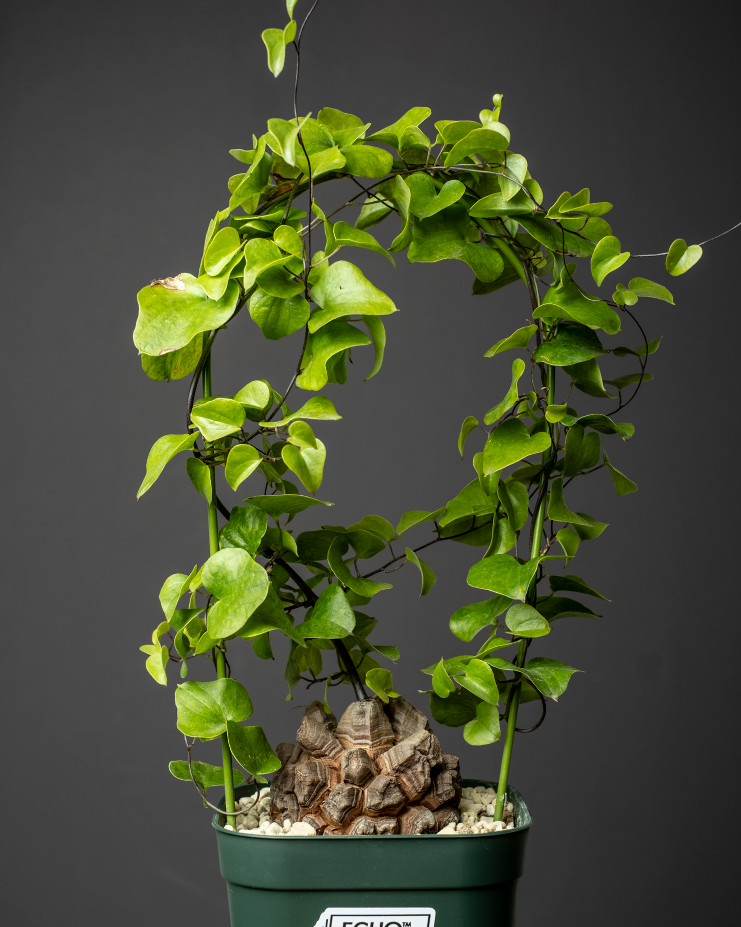 Dioscorea elephantipes 亀甲竜 #1