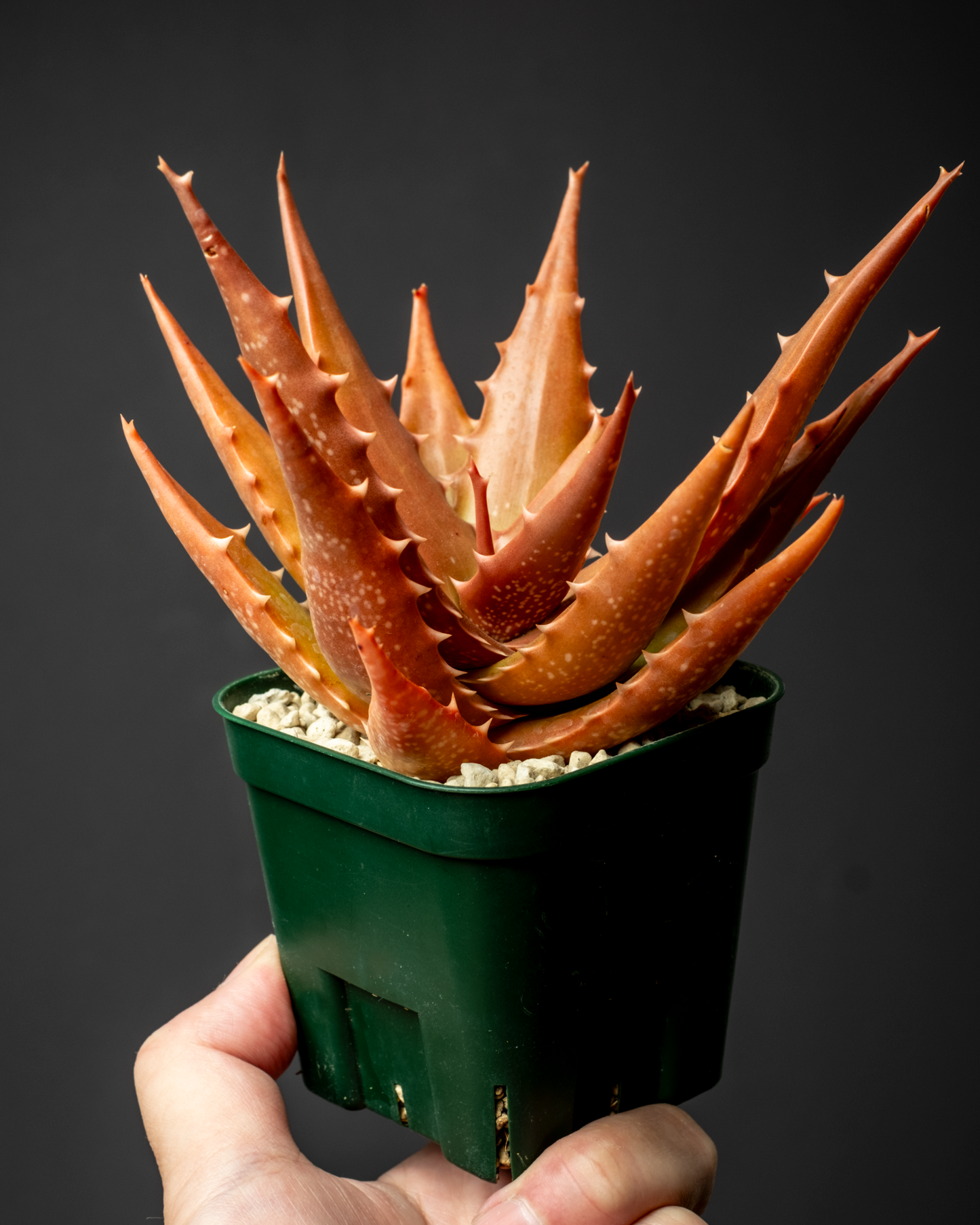 Aloe bussei #1