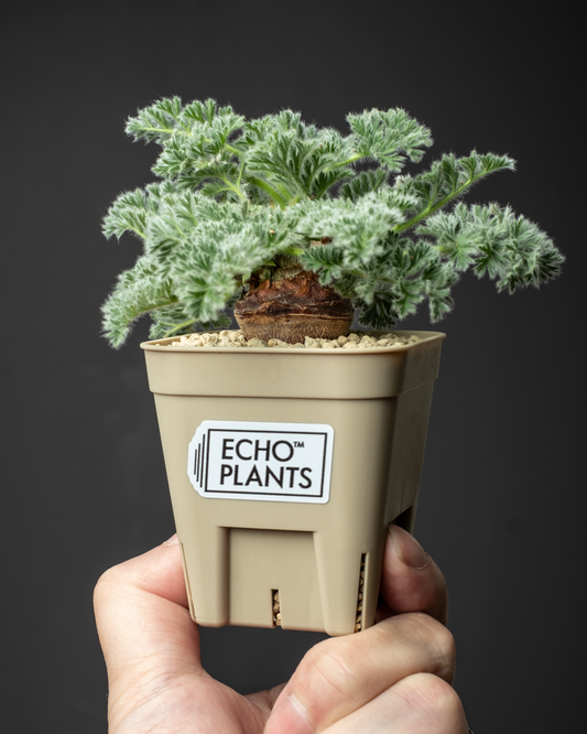 Pelargonium appendiclatum #1