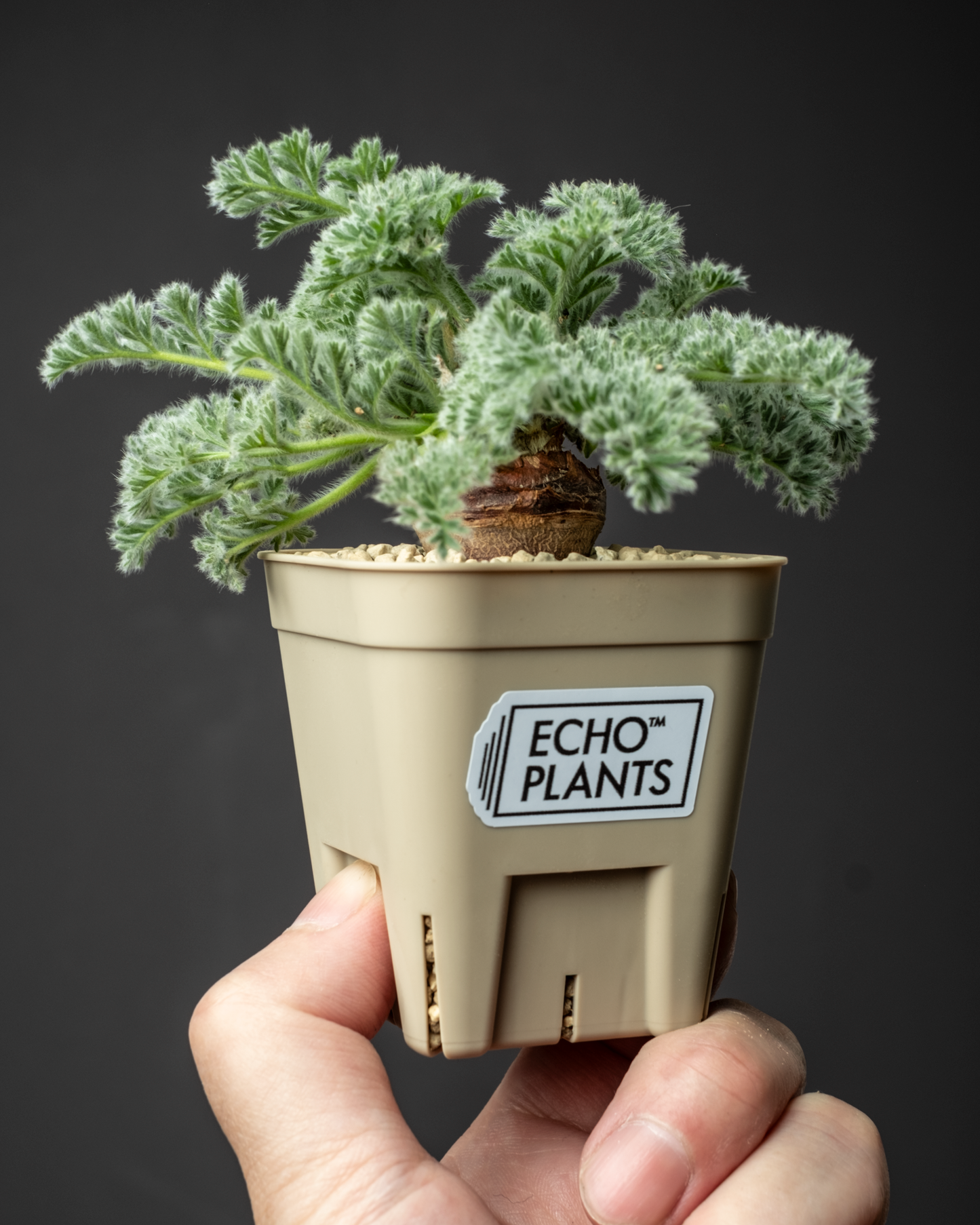 Pelargonium appendiclatum #1