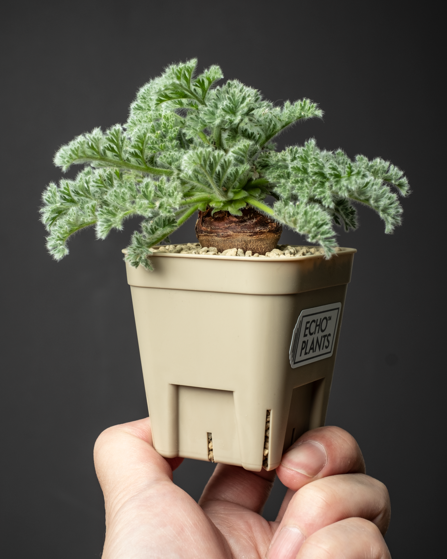 Pelargonium appendiclatum #1