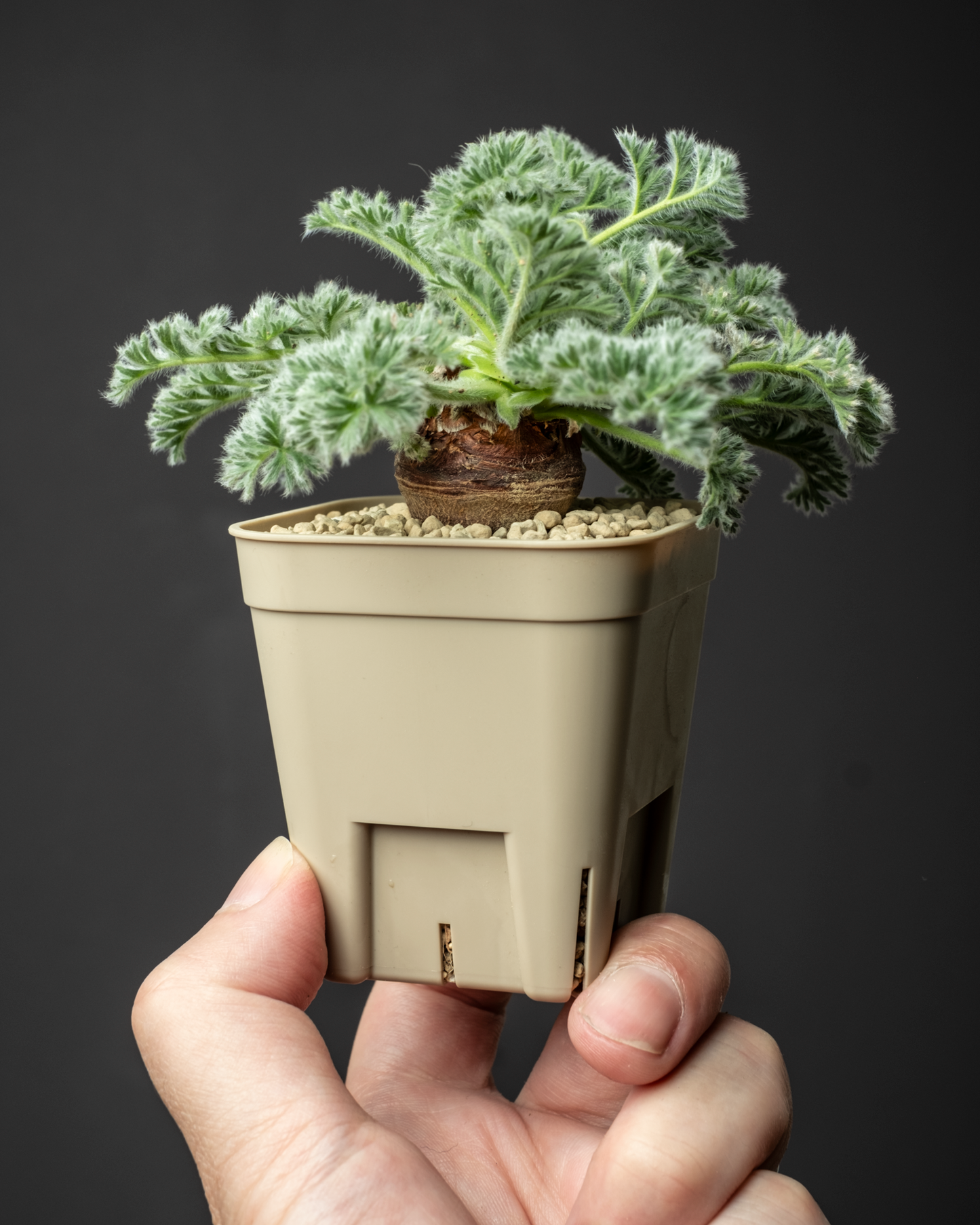 Pelargonium appendiclatum #1