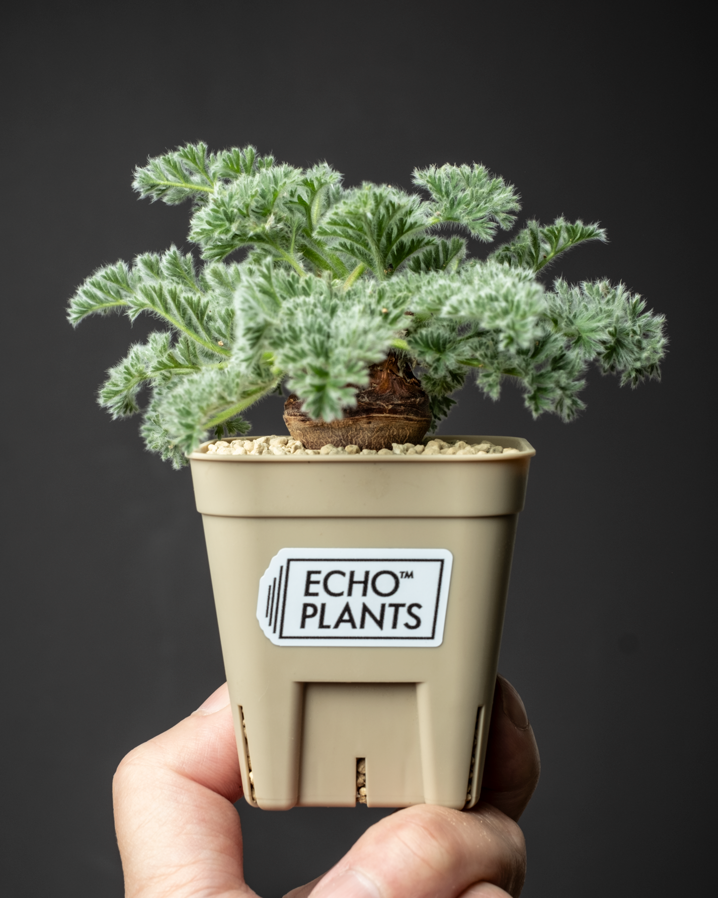 Pelargonium appendiclatum #1