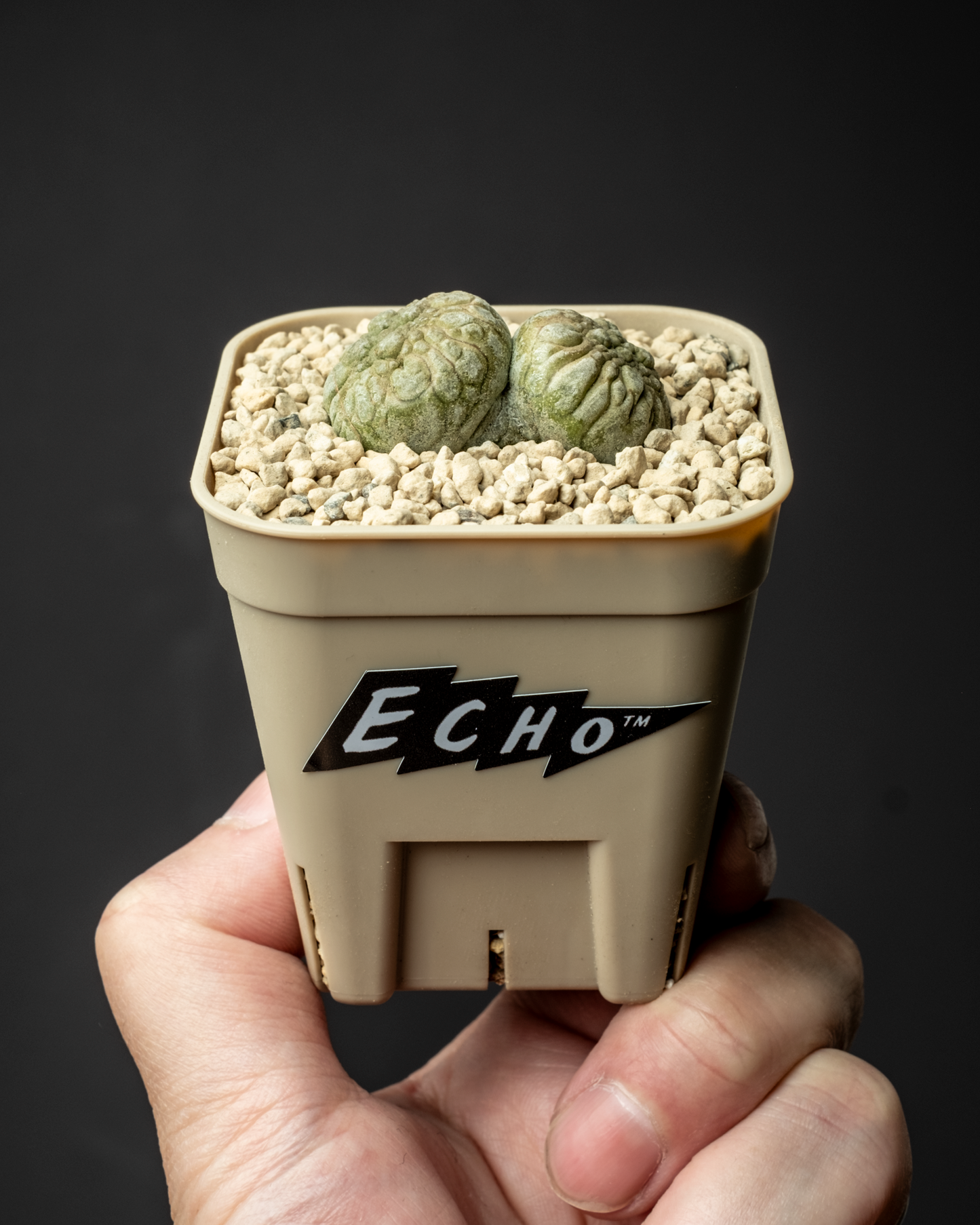 Pseudolithos migiurtinus