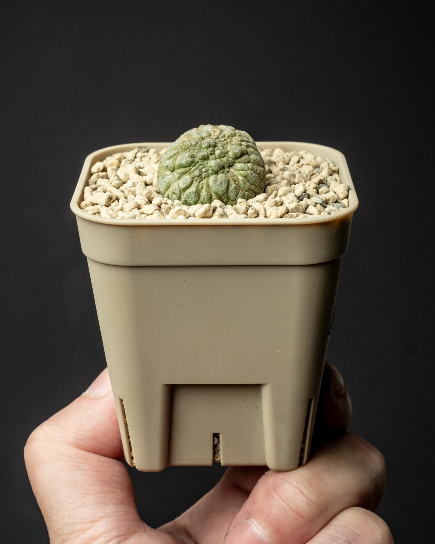 Pseudolithos migiurtinus