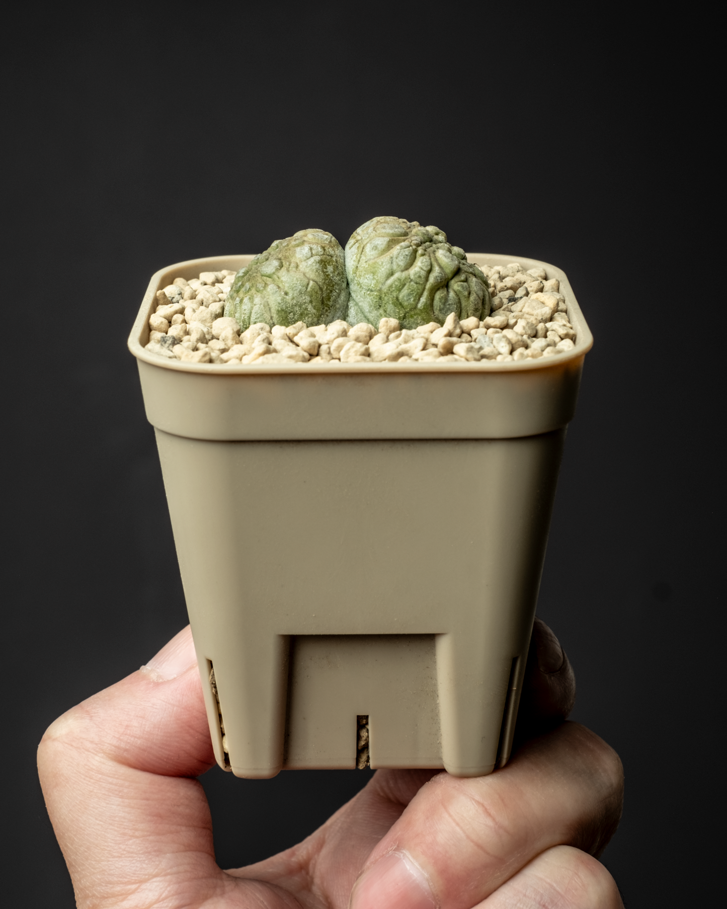 Pseudolithos migiurtinus