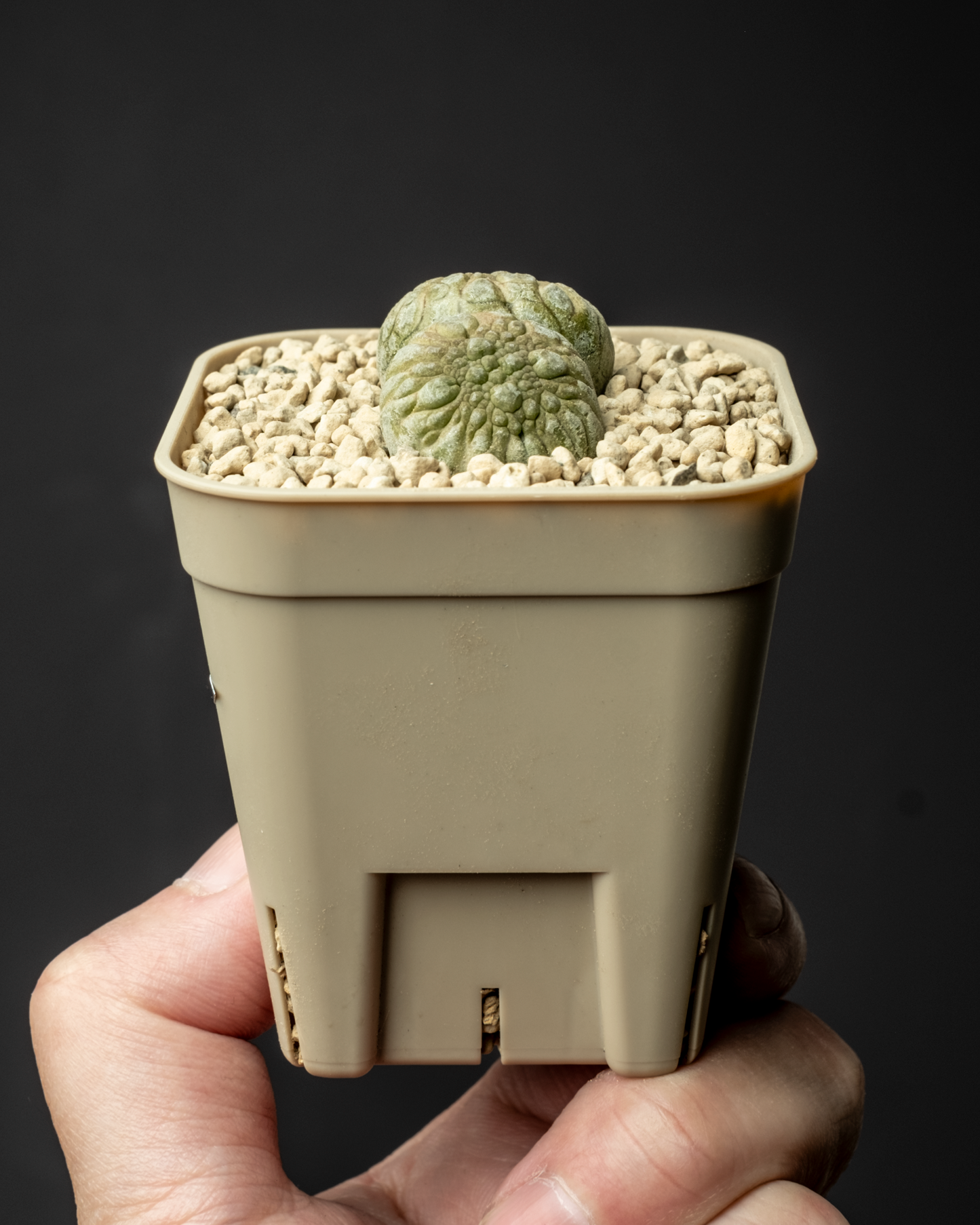 Pseudolithos migiurtinus