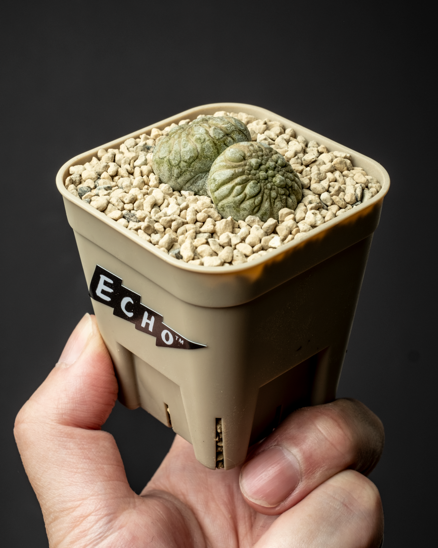 Pseudolithos migiurtinus