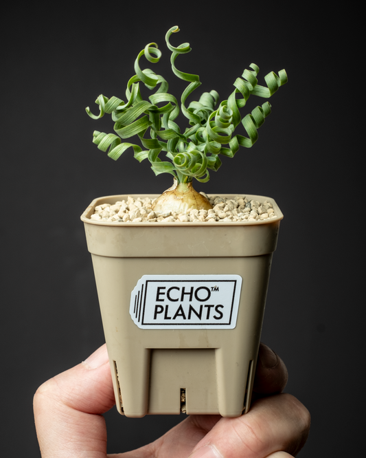 Albuca concordiana #3