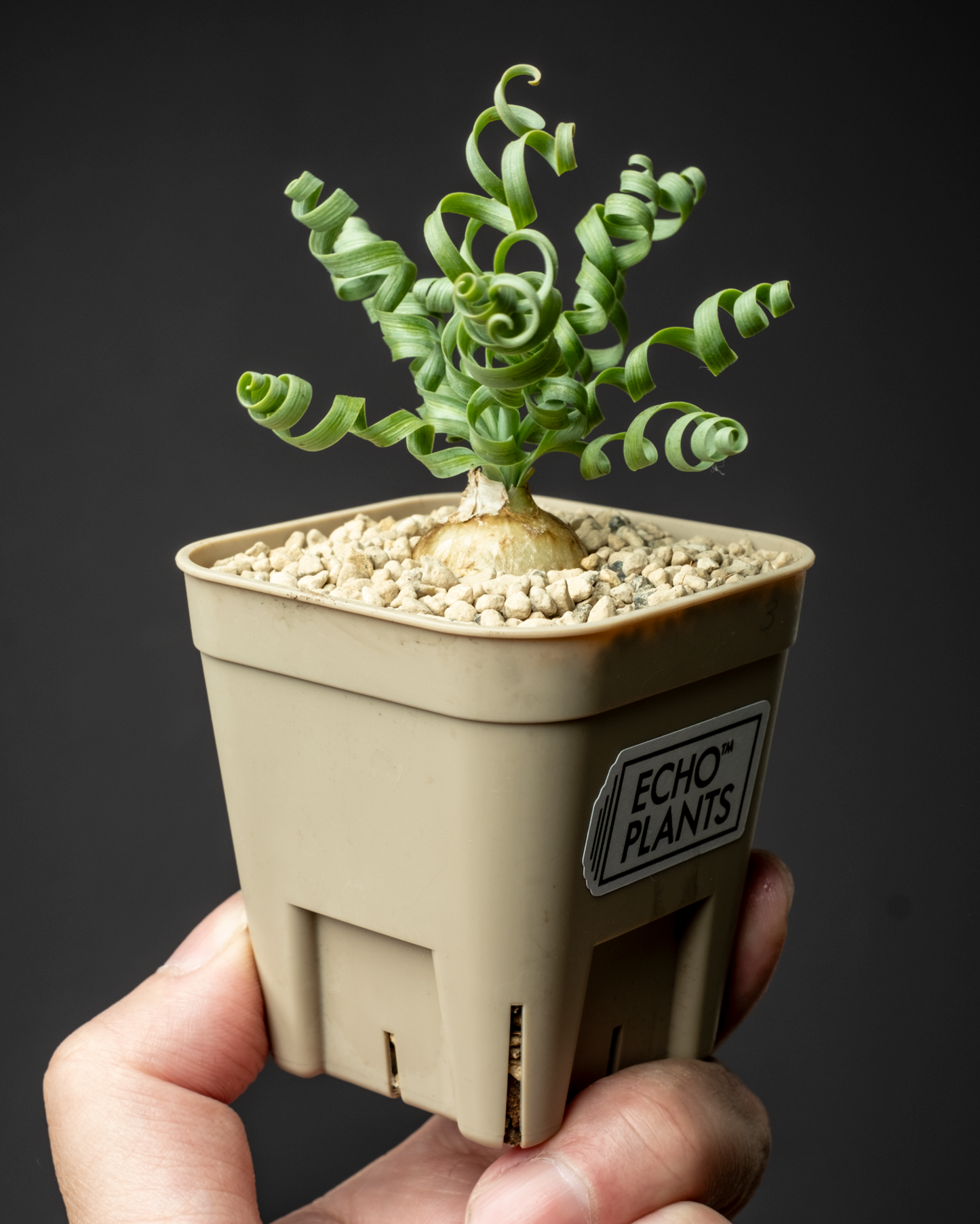 Albuca concordiana #3