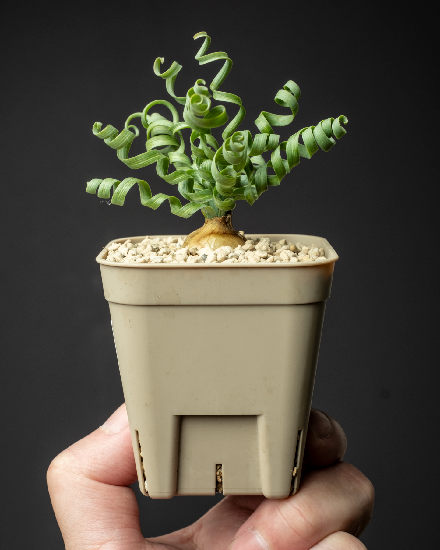 Albuca concordiana #3