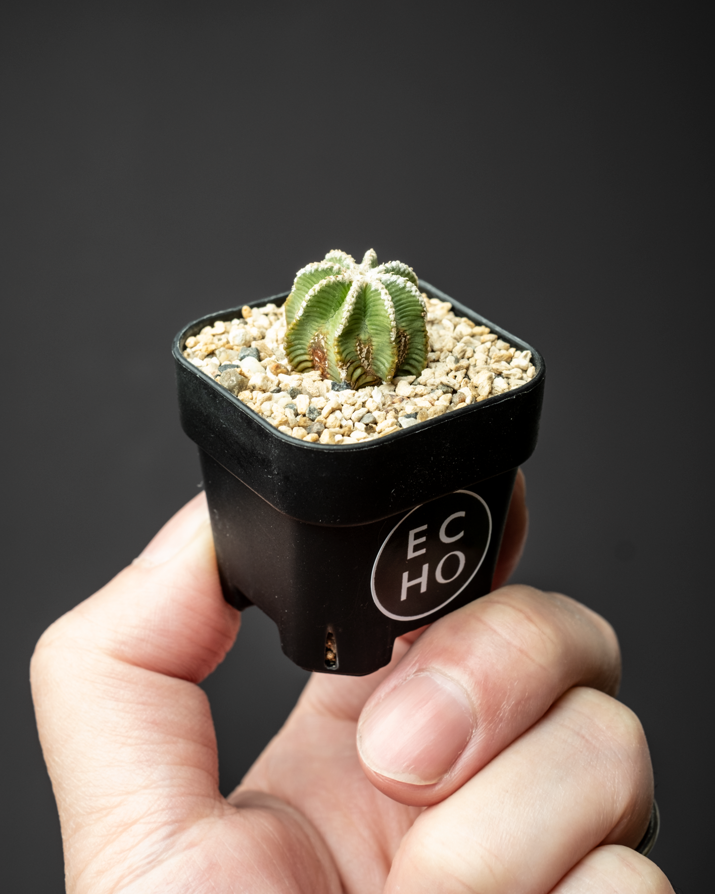 Aztekium hintonii #3