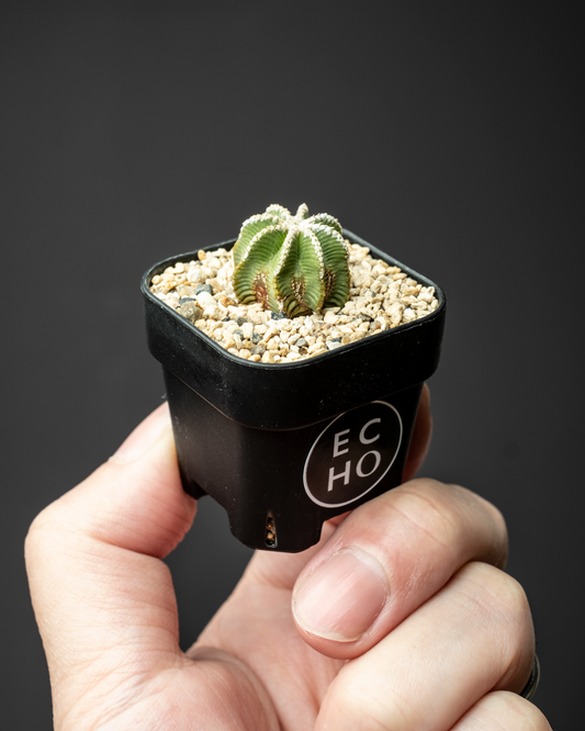 Aztekium hintonii #3