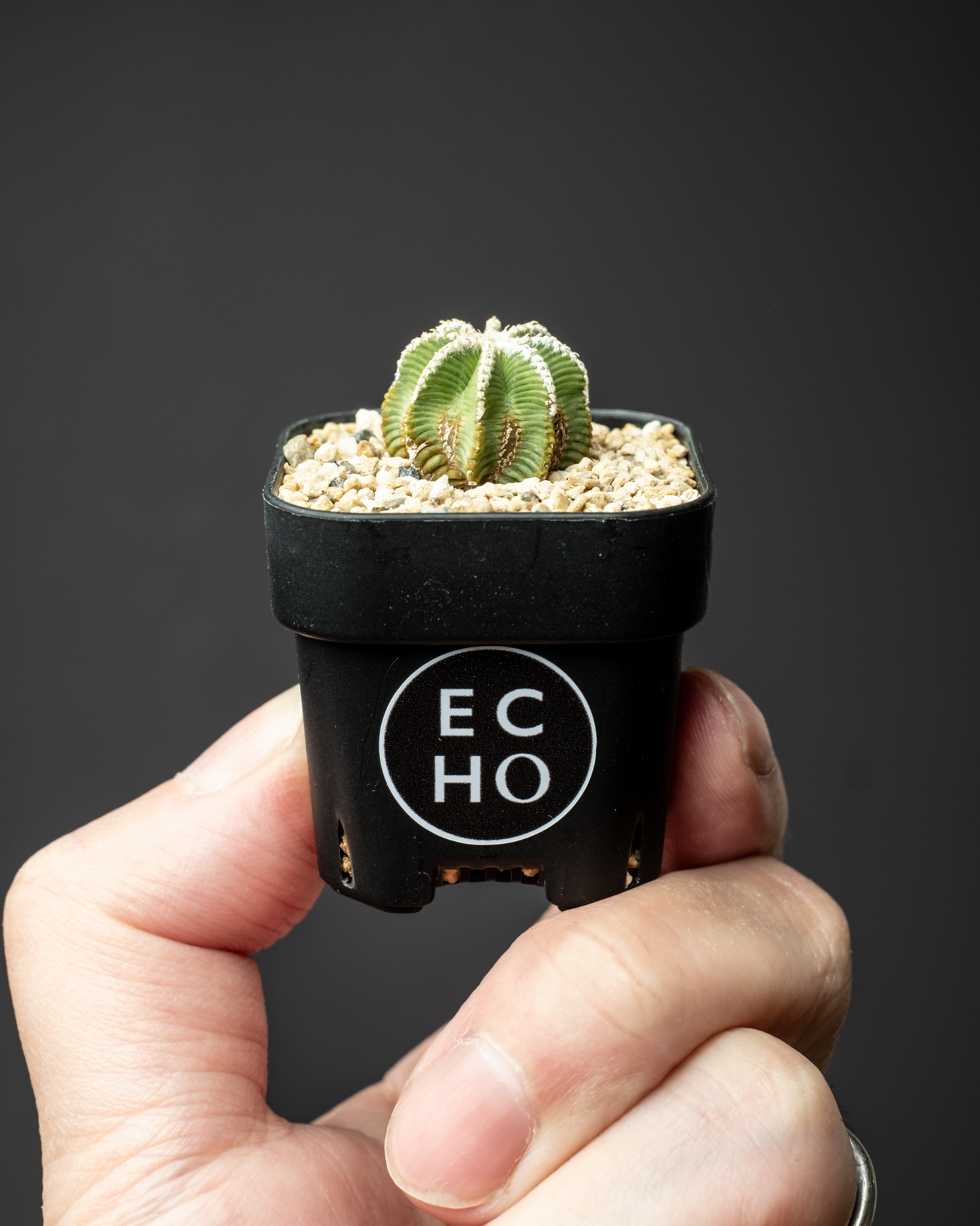 Aztekium hintonii #3