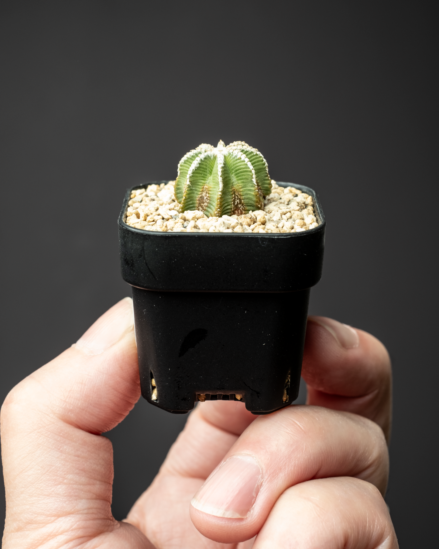 Aztekium hintonii #3