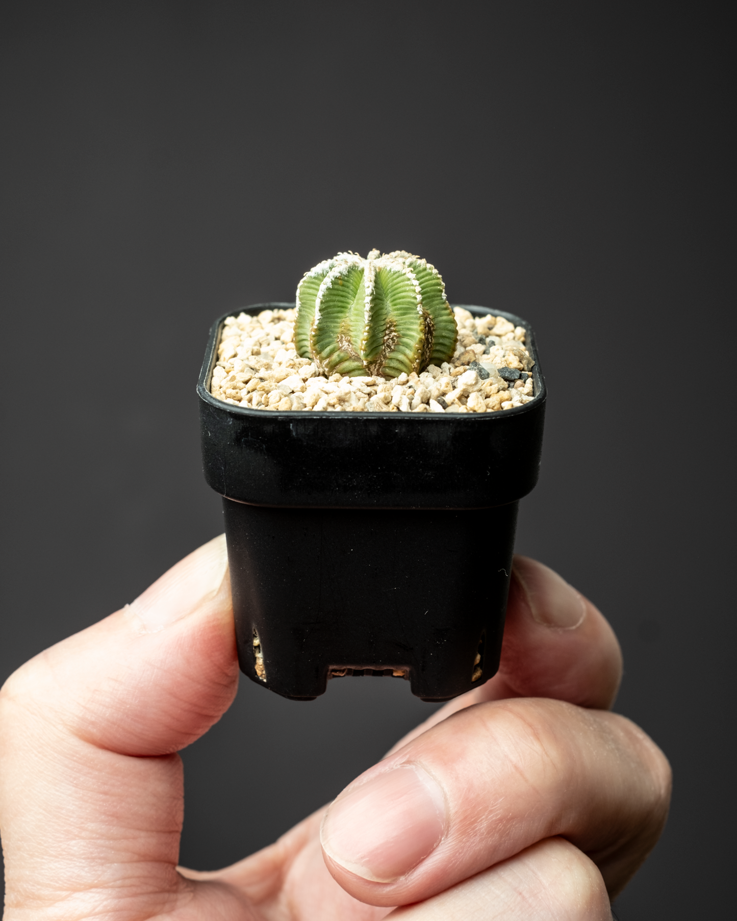 Aztekium hintonii #3