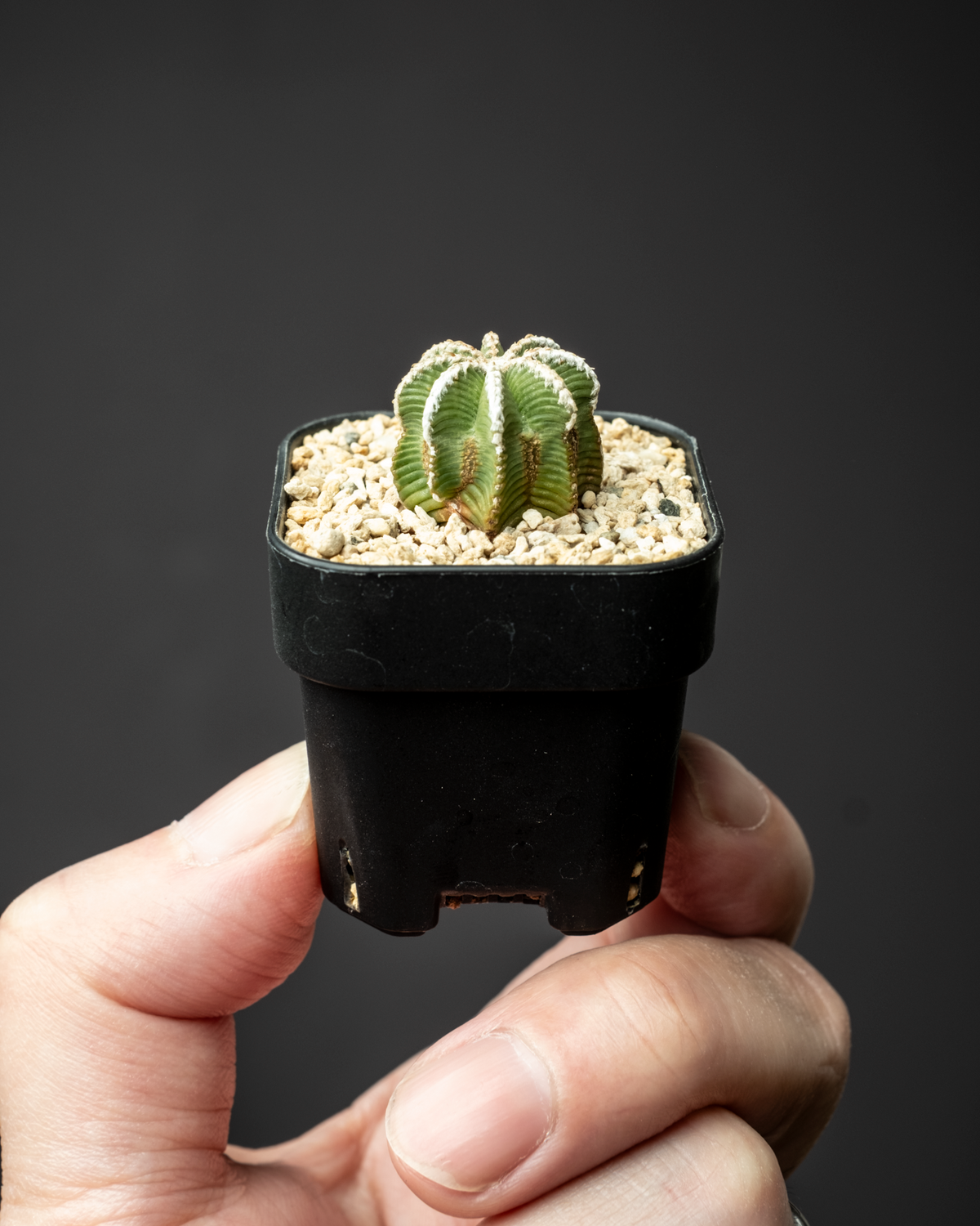 Aztekium Bot Aztekium hintonii #4 – ECHO PLANTS