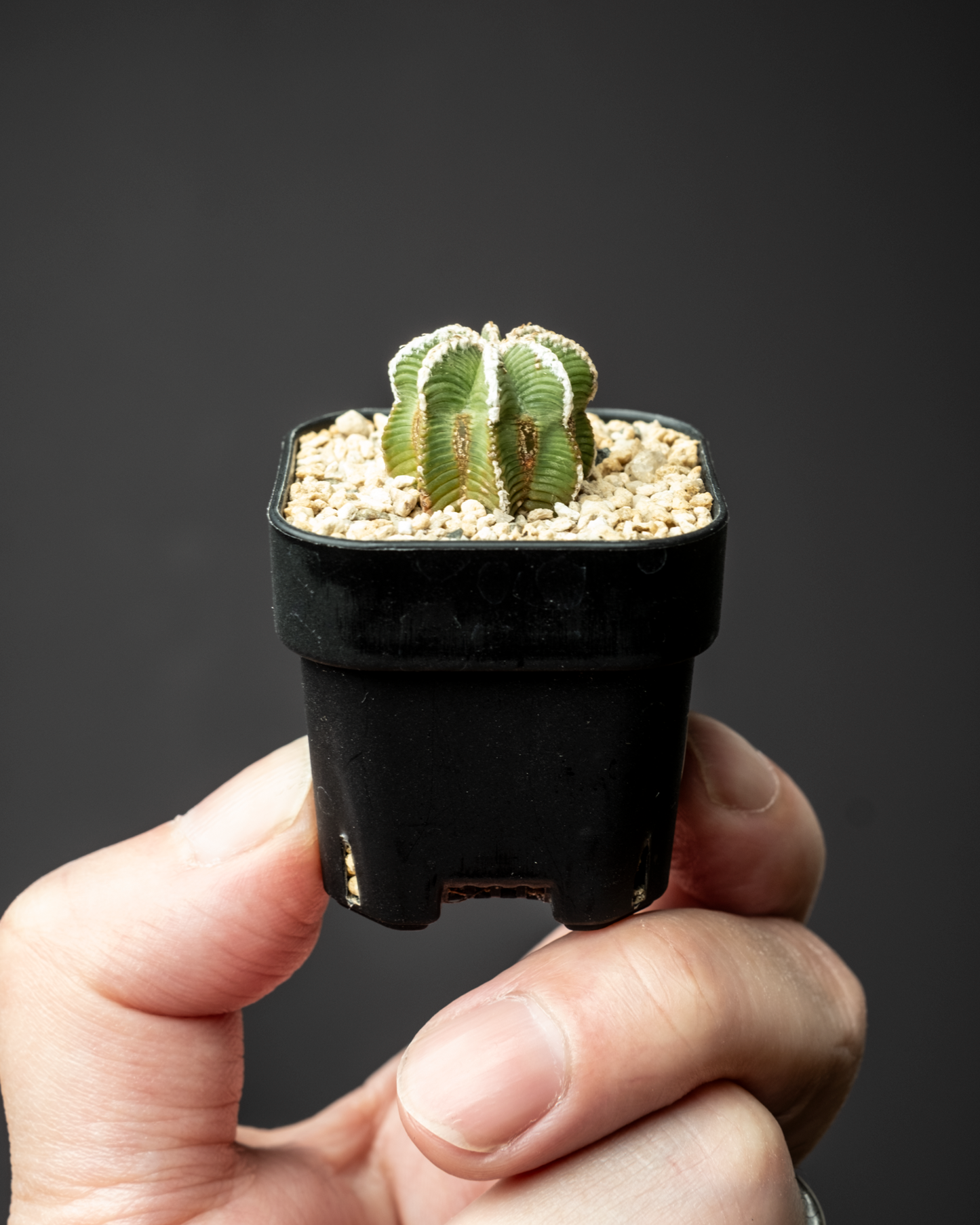 Aztekium hintonii #4