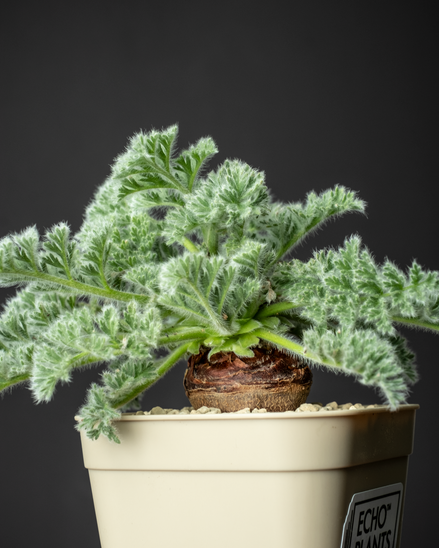 Pelargonium appendiclatum #1