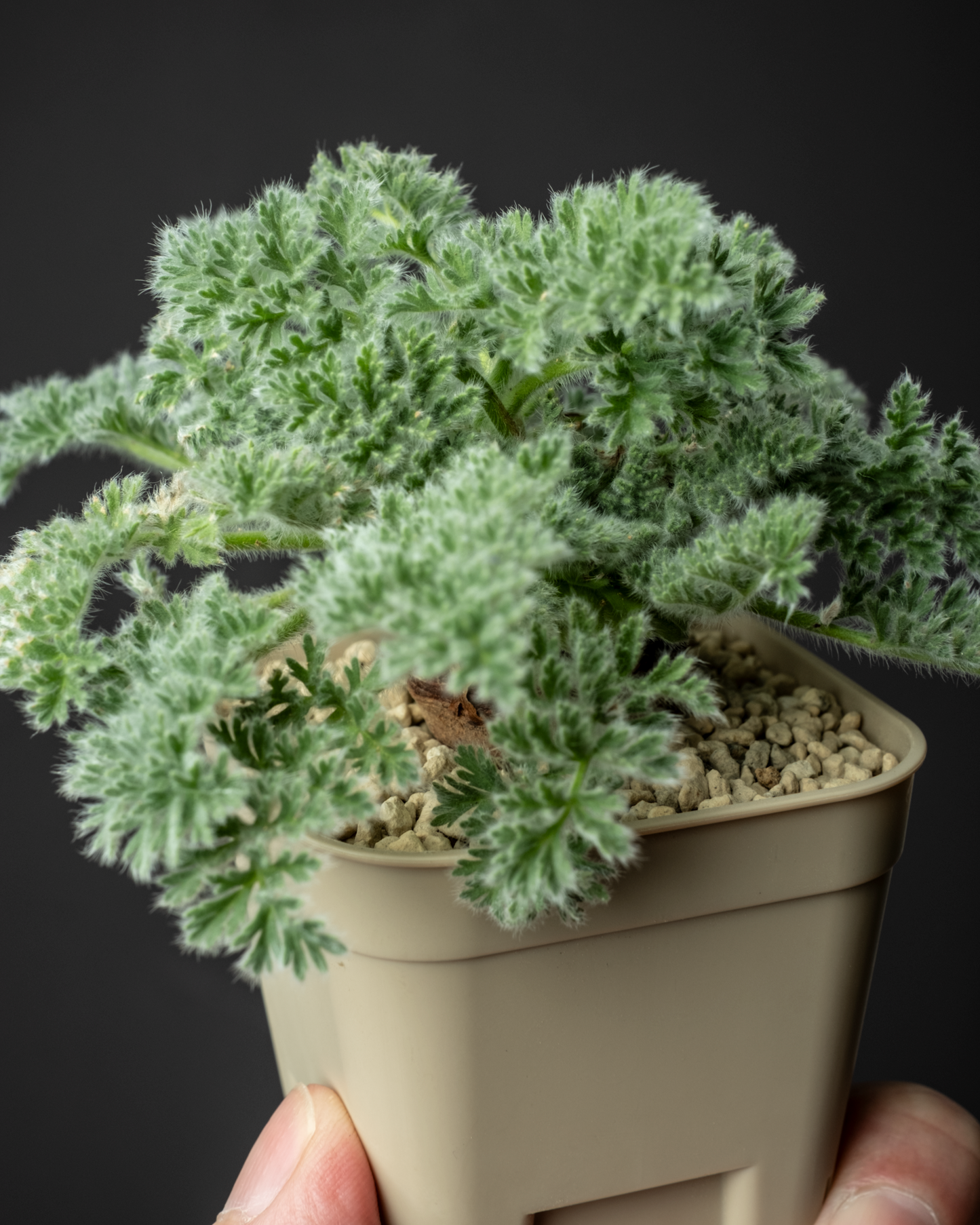 Pelargonium appendiclatum #1