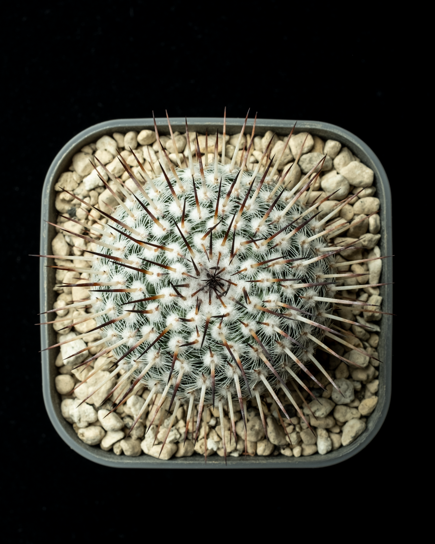 Mammillaria parkinsonii 'Azarashi' #1