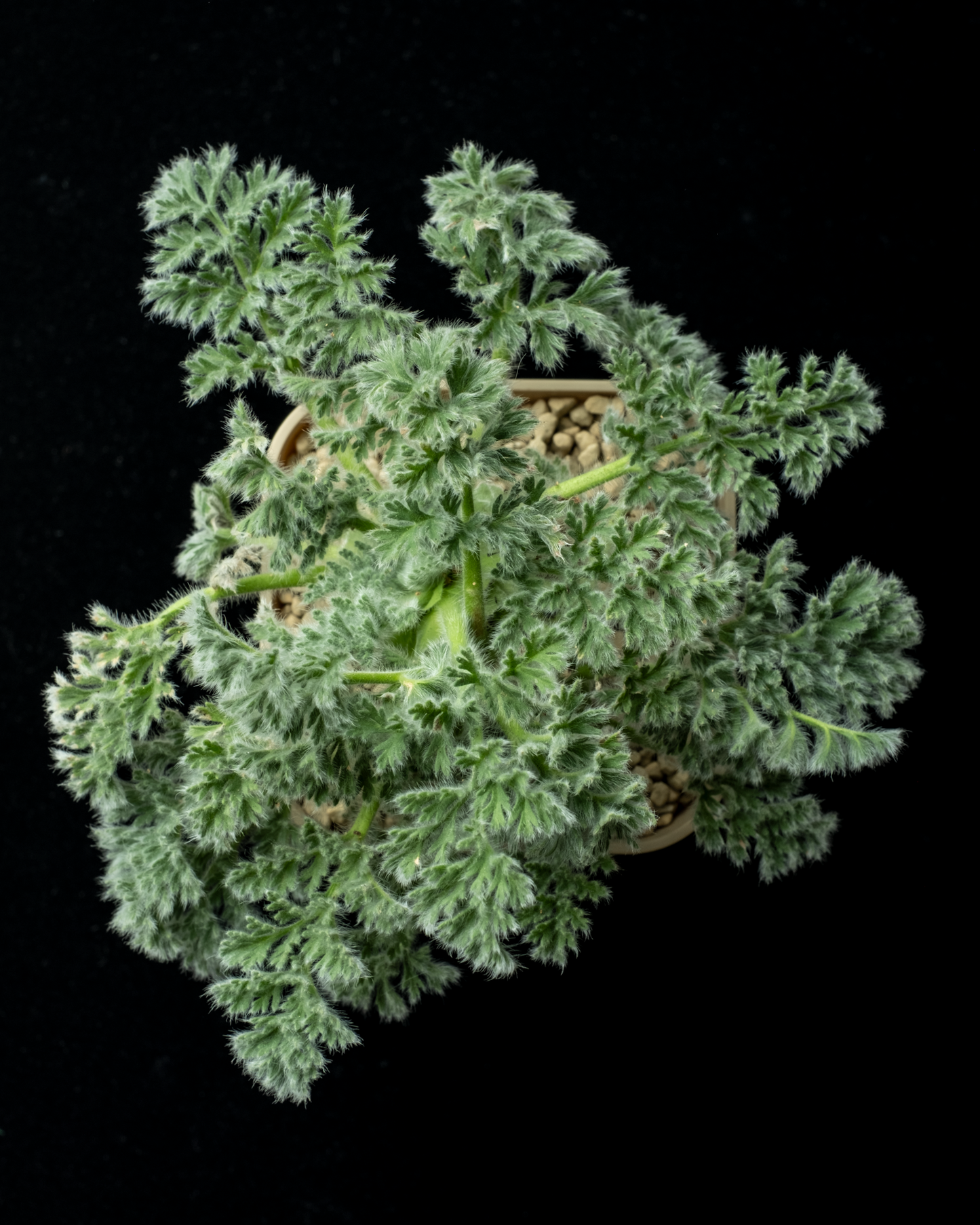 Pelargonium appendiclatum #1