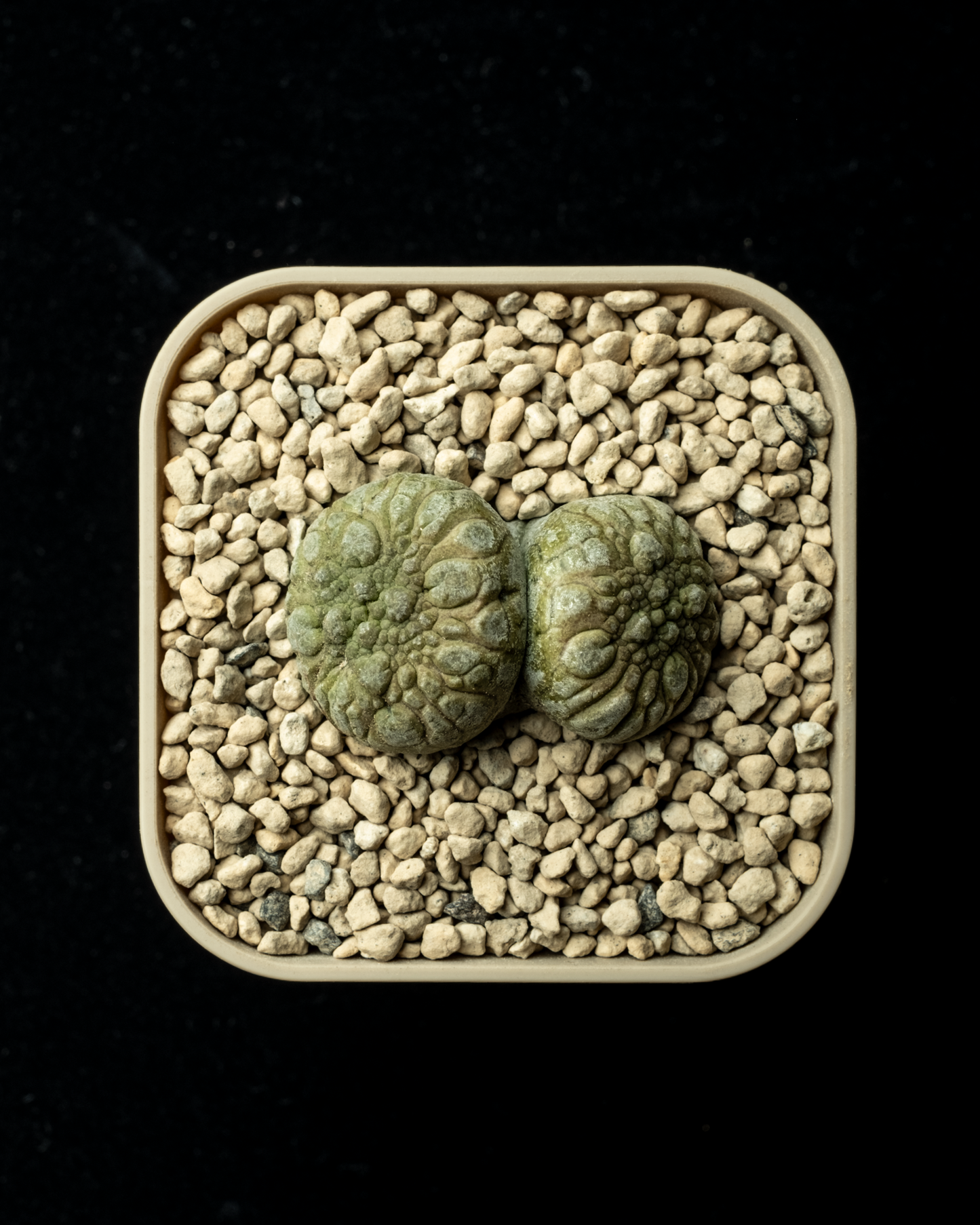 Pseudolithos migiurtinus