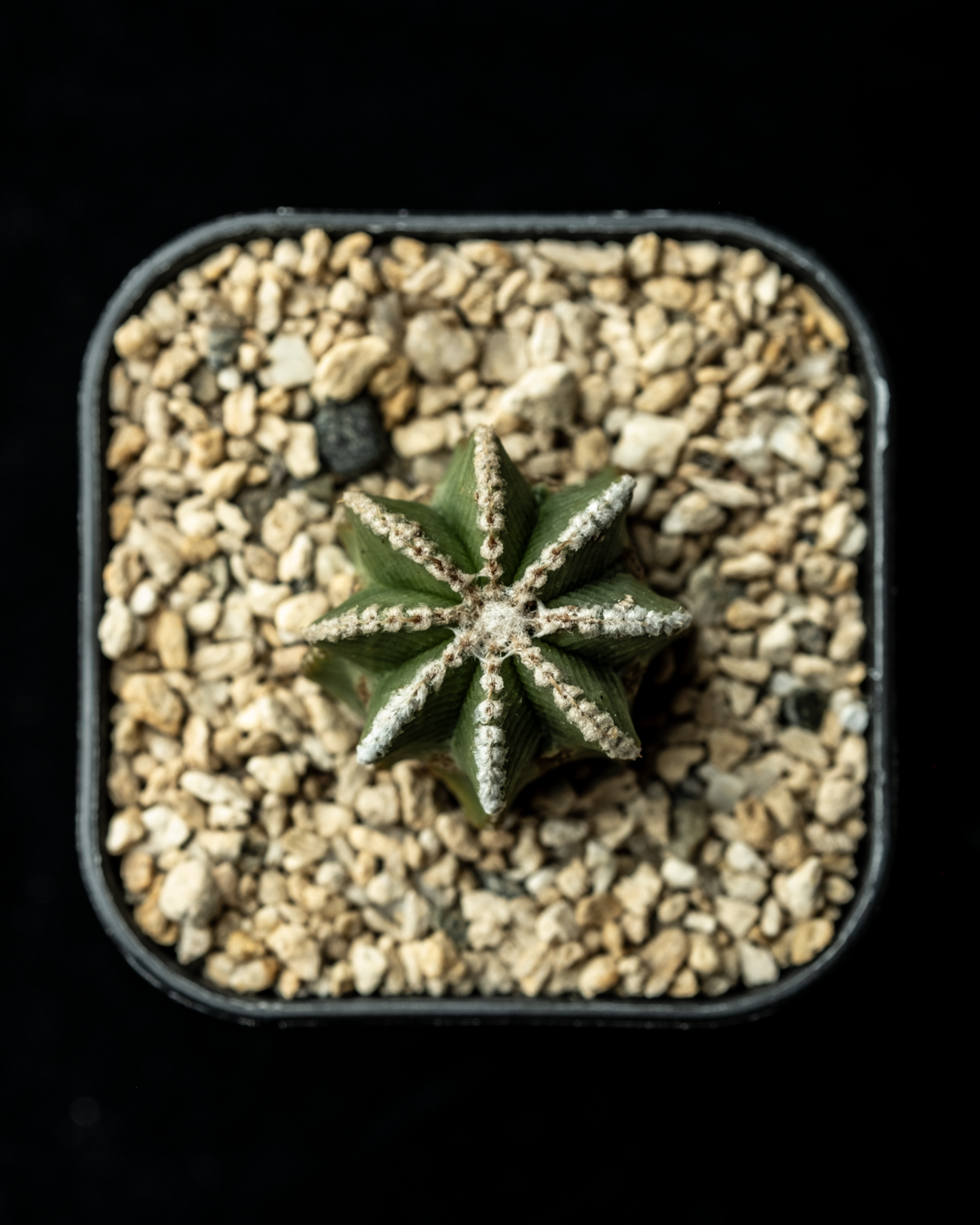 Aztekium hintonii #4