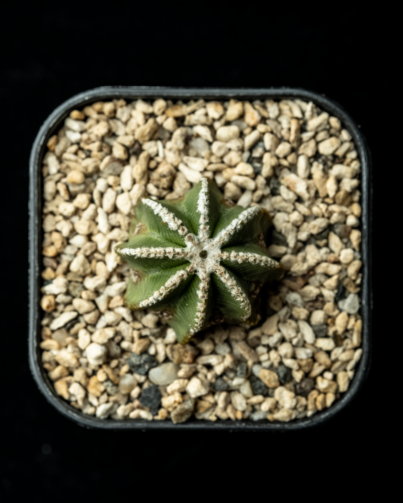 Aztekium Bot Aztekium hintonii #3 – ECHO PLANTS