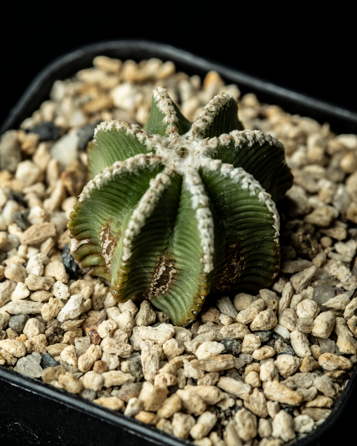 Aztekium Bot Aztekium hintonii #3 – ECHO PLANTS