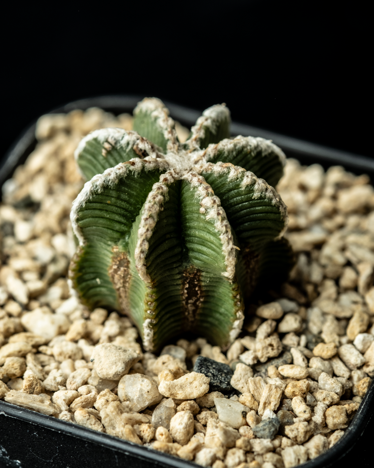 Aztekium Bot Aztekium hintonii #4 – ECHO PLANTS