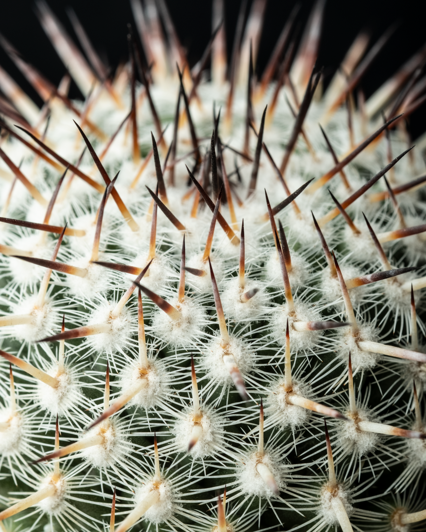 Mammillaria parkinsonii 'Azarashi' #1