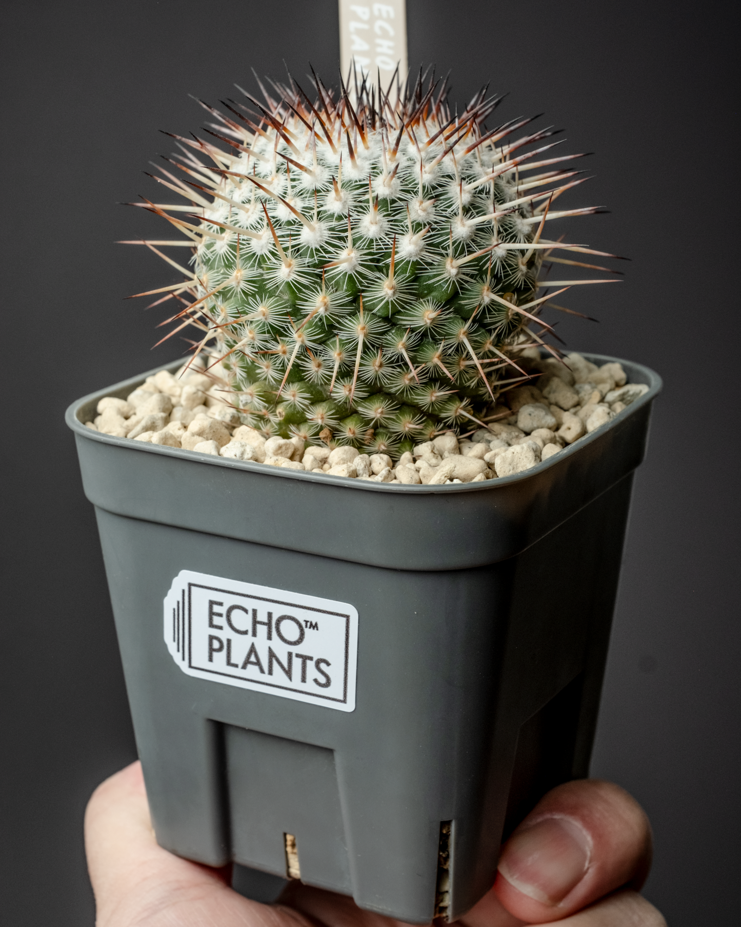 Mammillaria parkinsonii 'Azarashi' #1