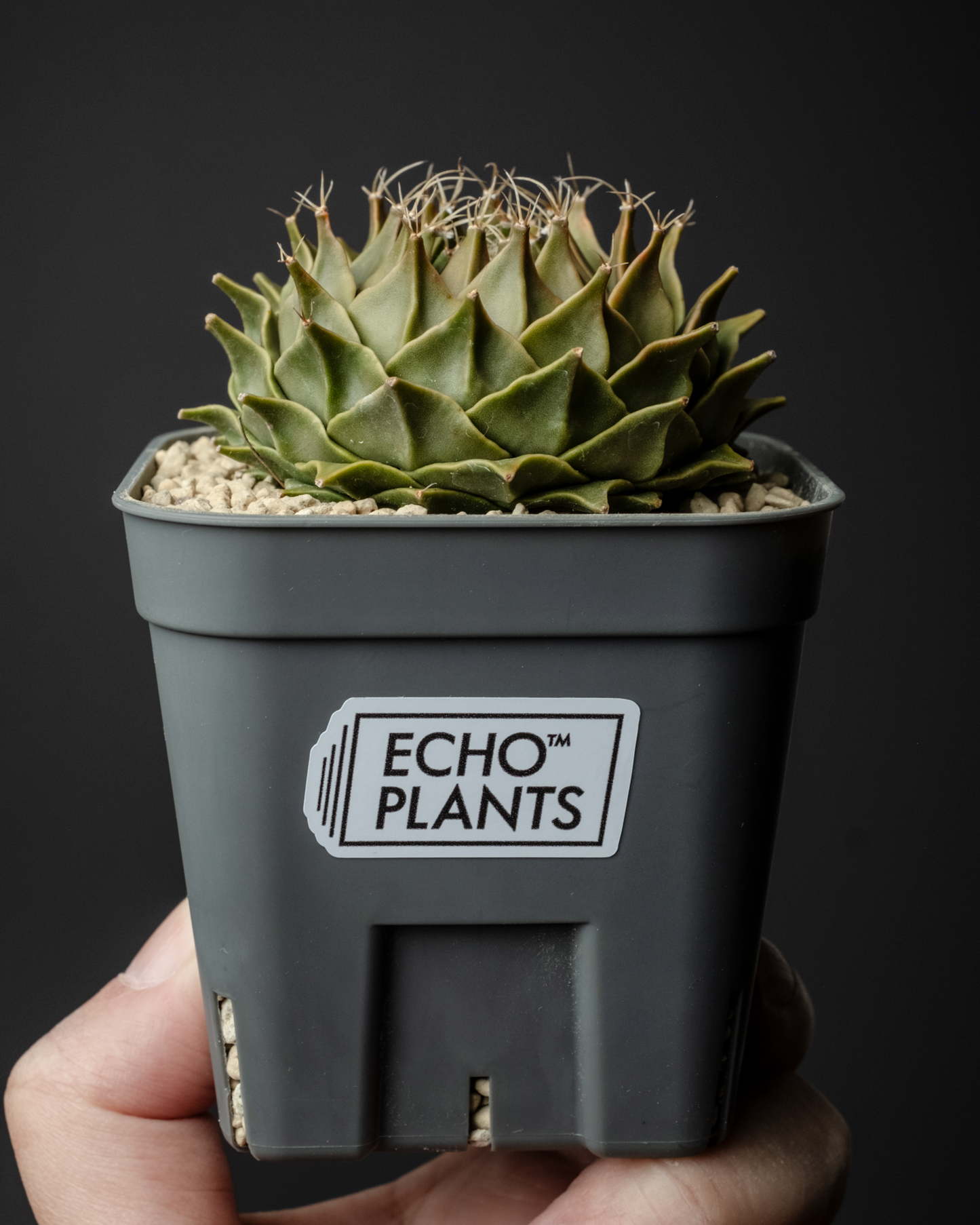 Obregonia denegrii 帝冠 #1