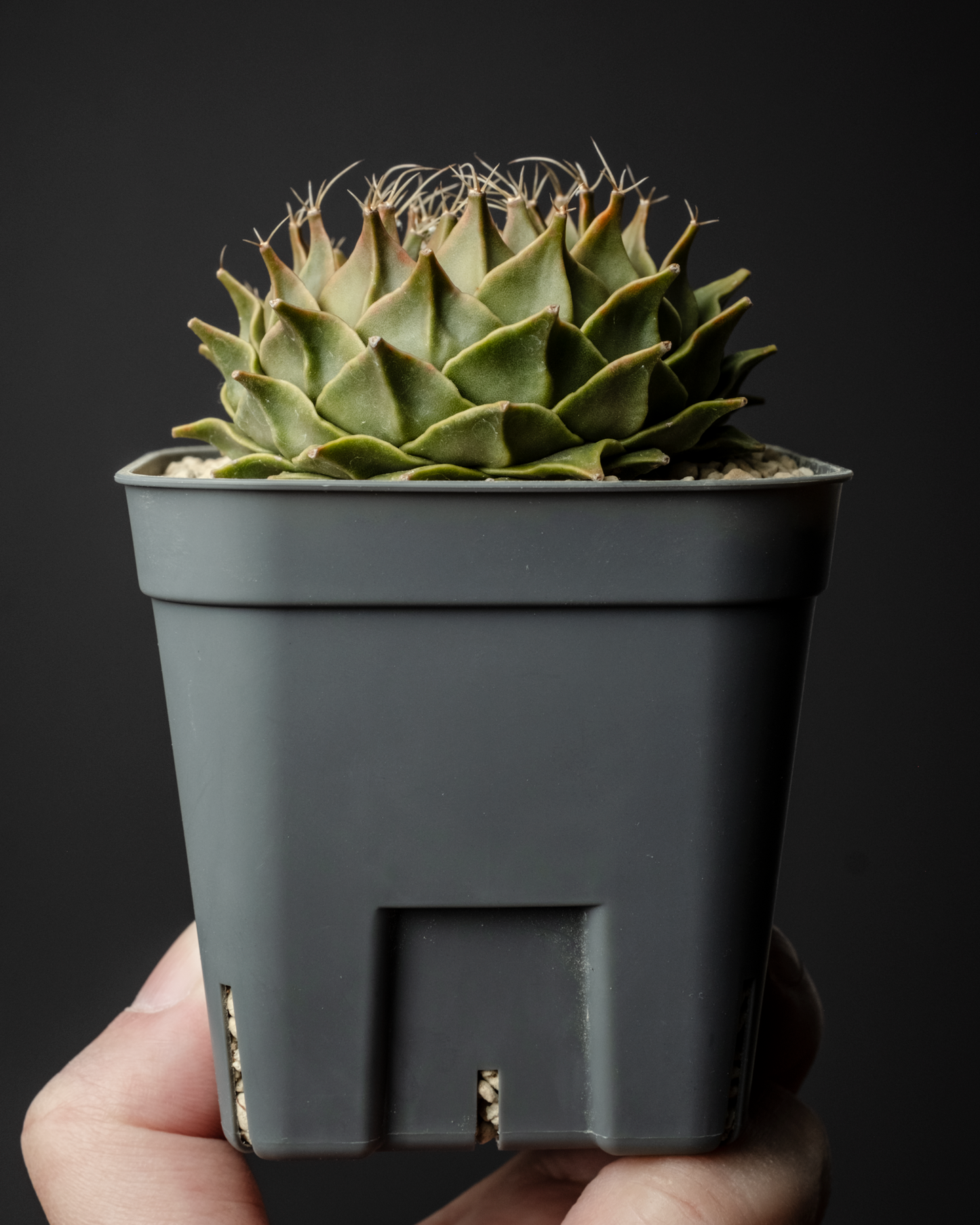 Obregonia denegrii 帝冠 #1